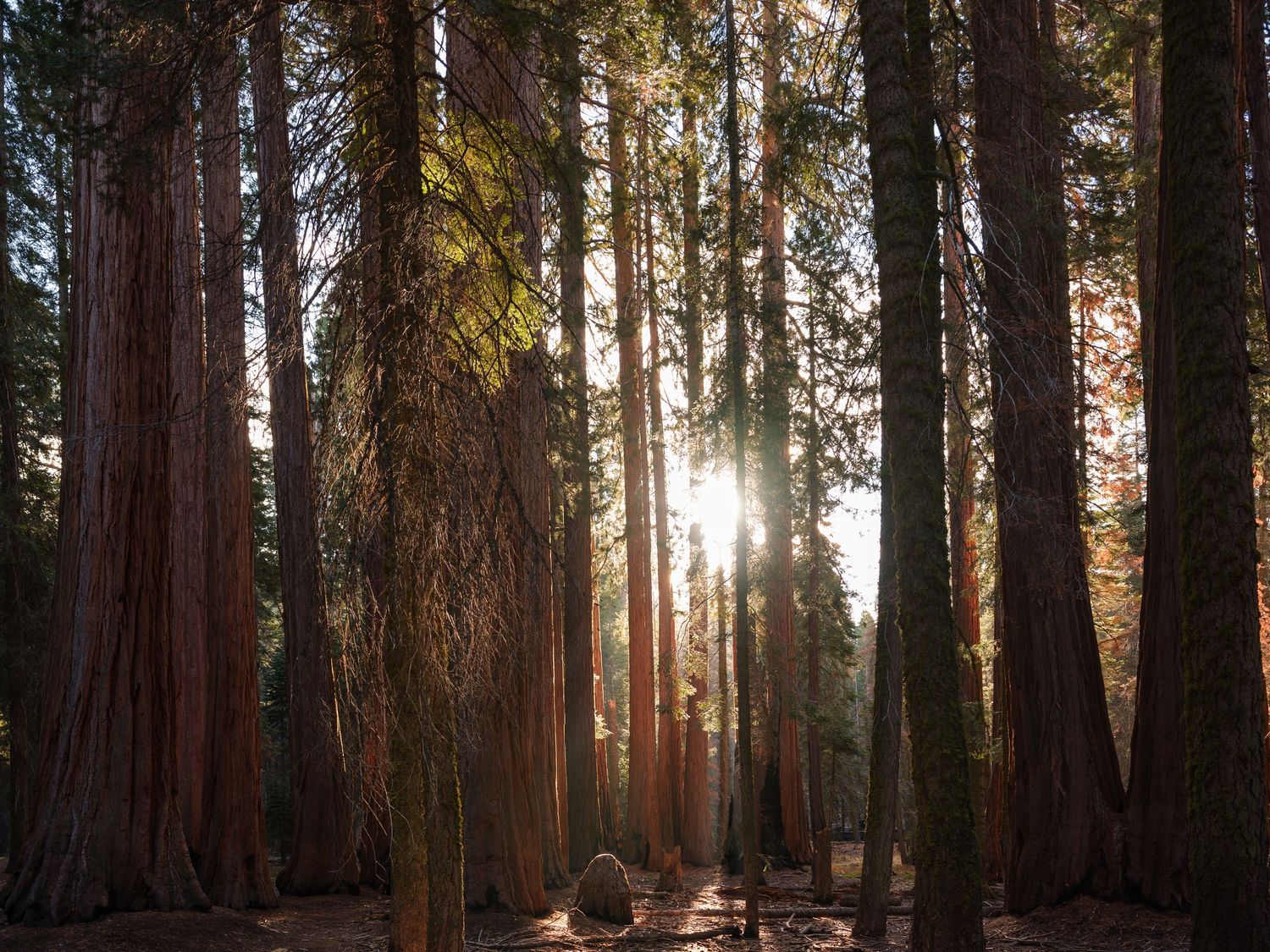 Sunlight streams through towering sequoia trees in a majestic forest grove during golden hour.