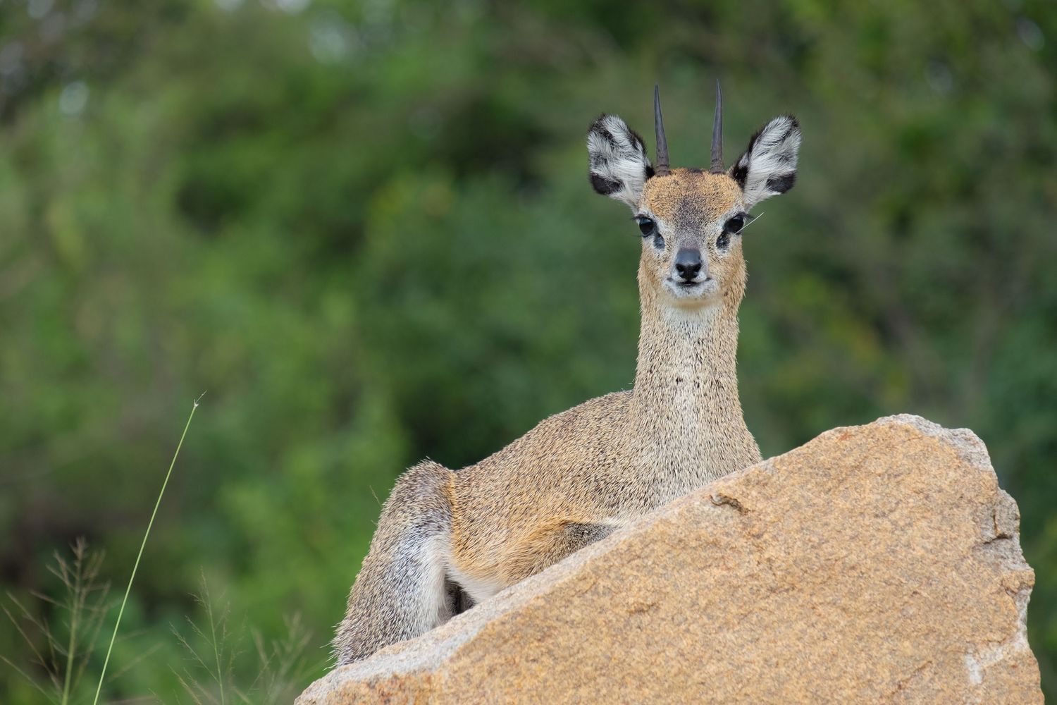 A klipspringer antelope rests alertly on a rocky outcrop in its natural habitat.