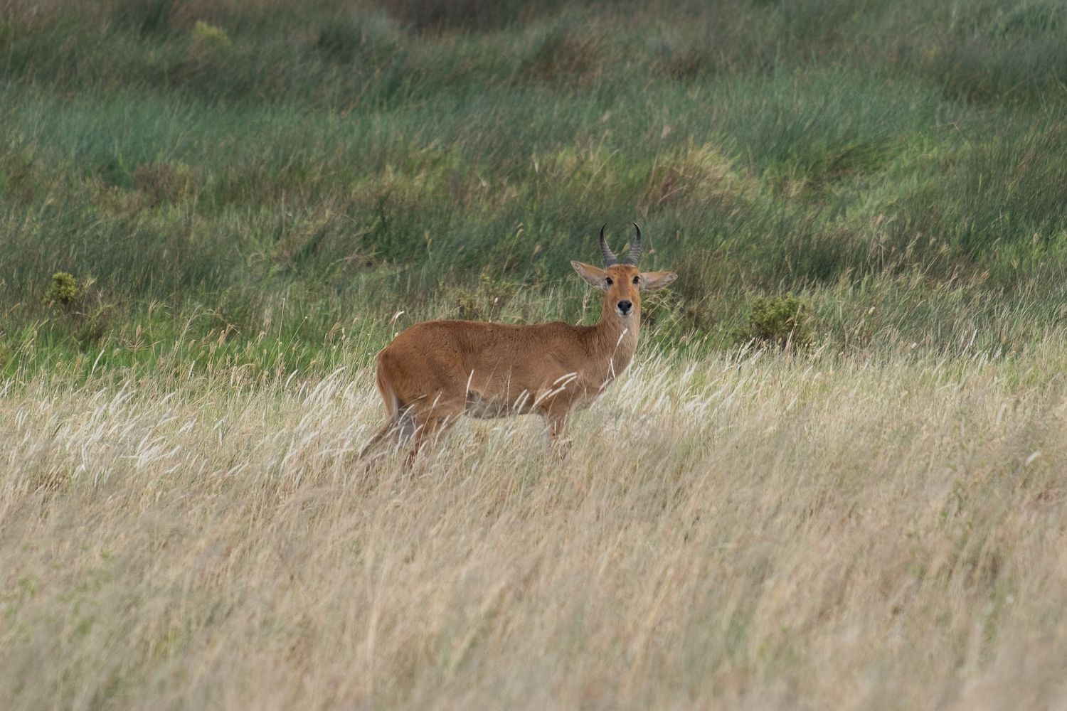 Group of topi antelopes grazing in green African savanna with scattered trees.