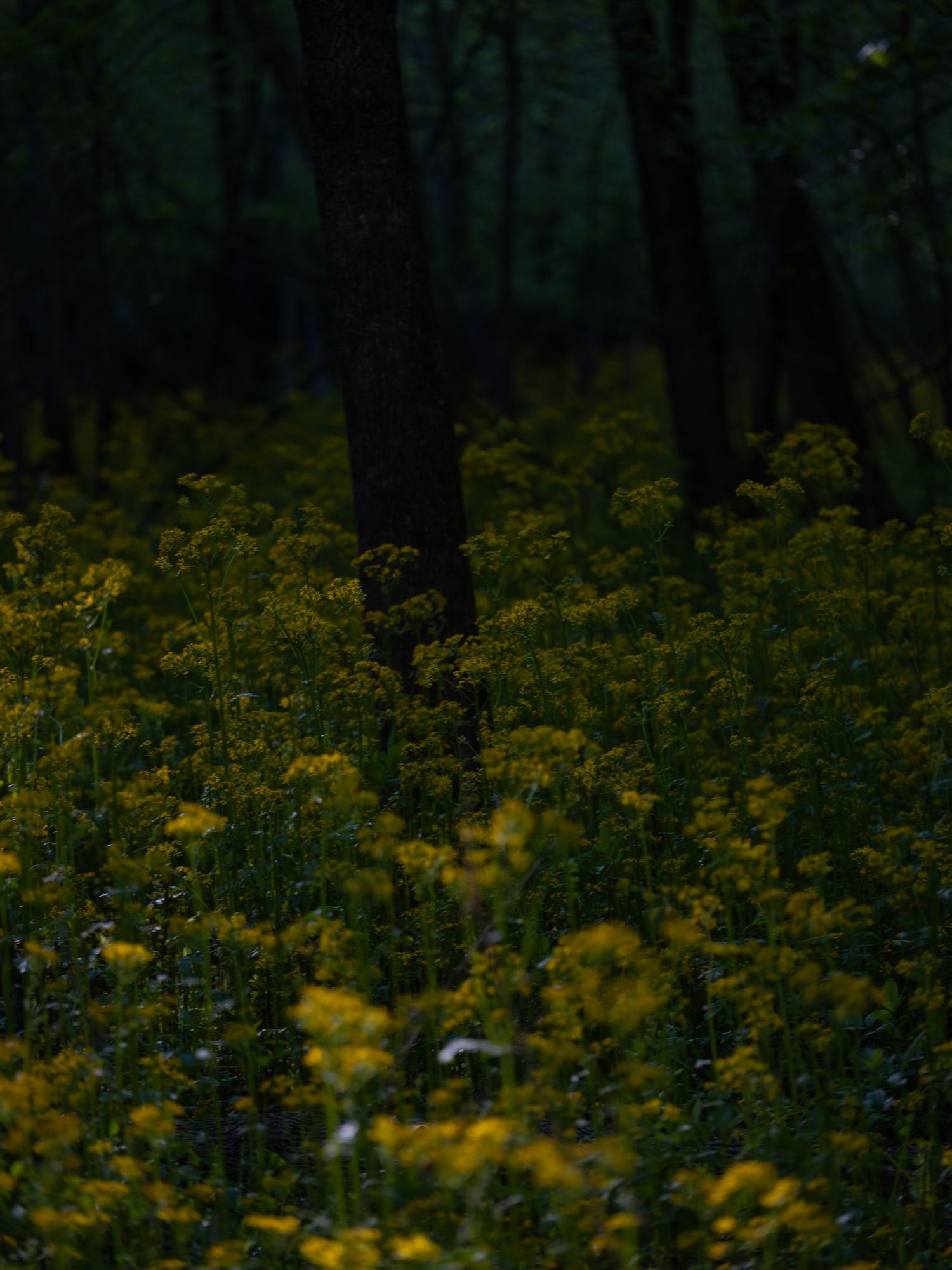 Dark forest floor illuminated by patches of yellow wildflowers in low light.