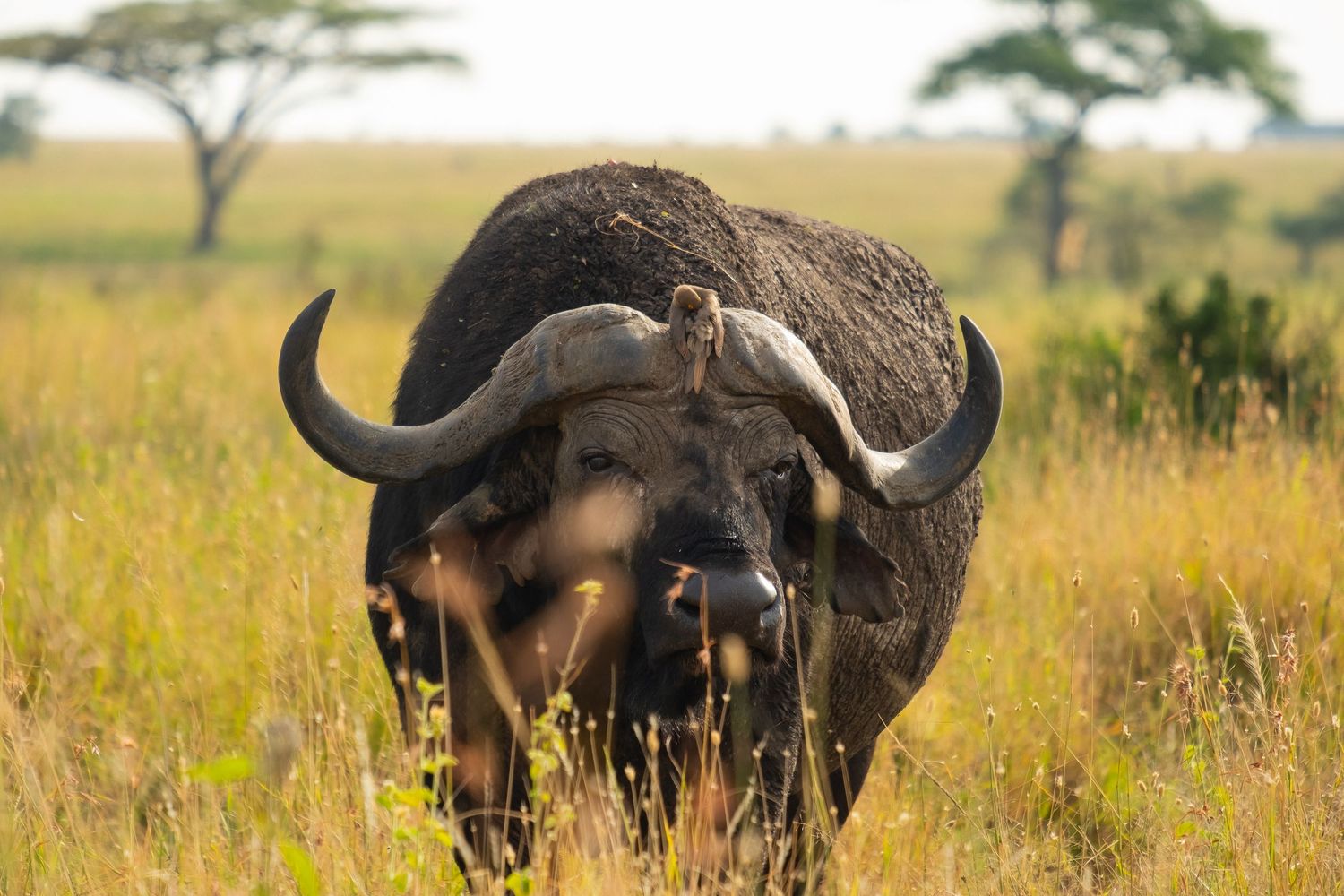 Group of Cape buffalo grazing in tall golden grass on the African savanna.