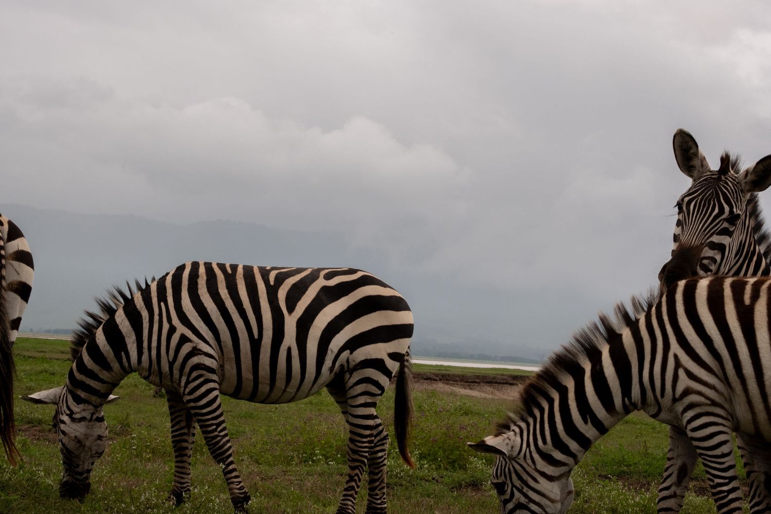 Herd of zebras grazing in African savanna under cloudy sky.