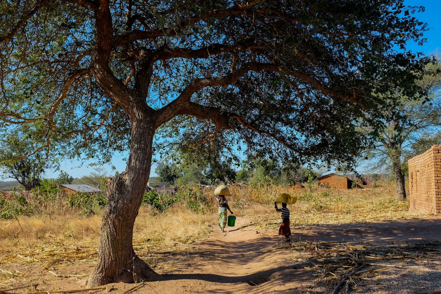 Large shade trees line a dirt path through a rural African landscape.