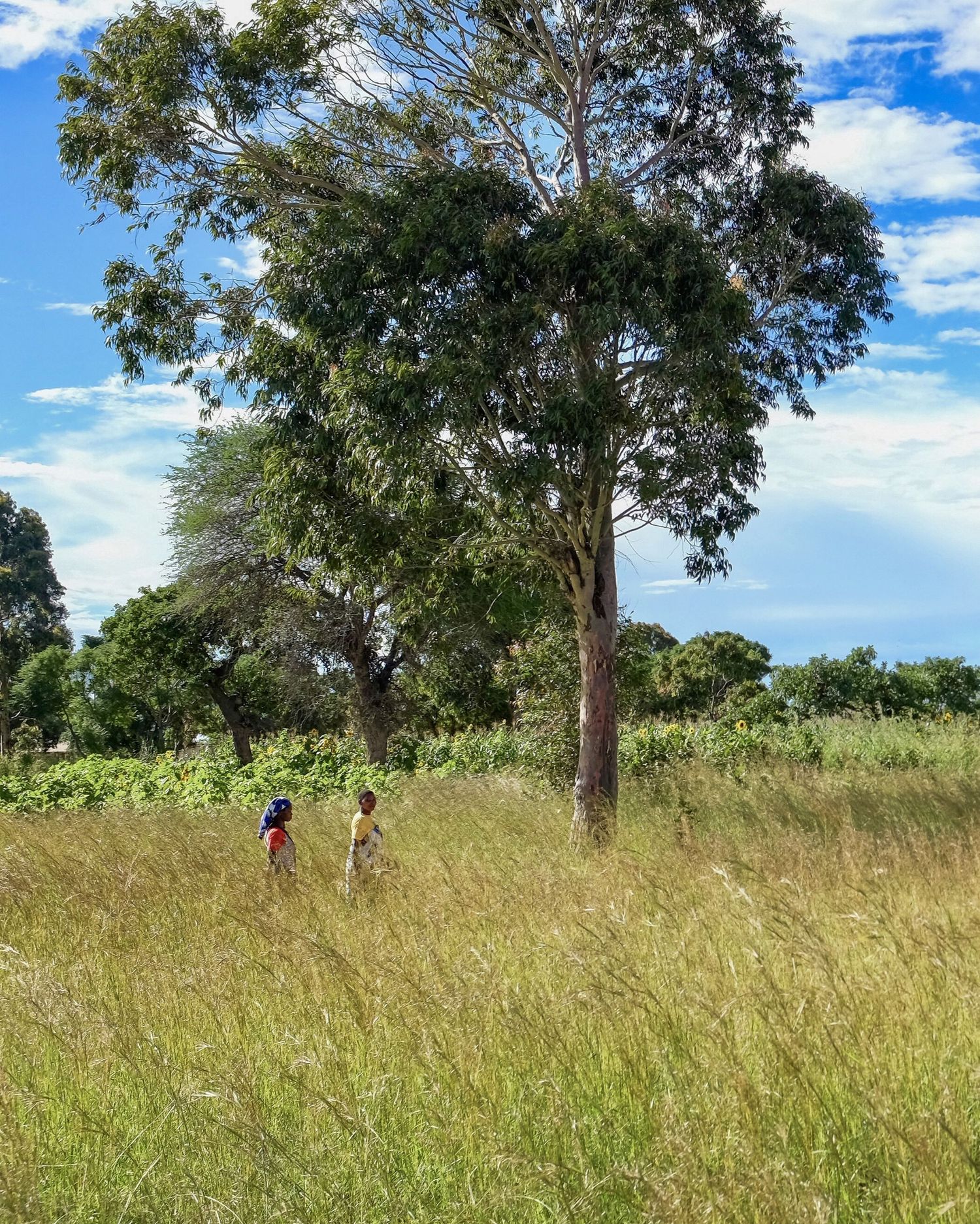 People walking through a tall grass field on a sunny day with scattered trees and blue sky overhead.