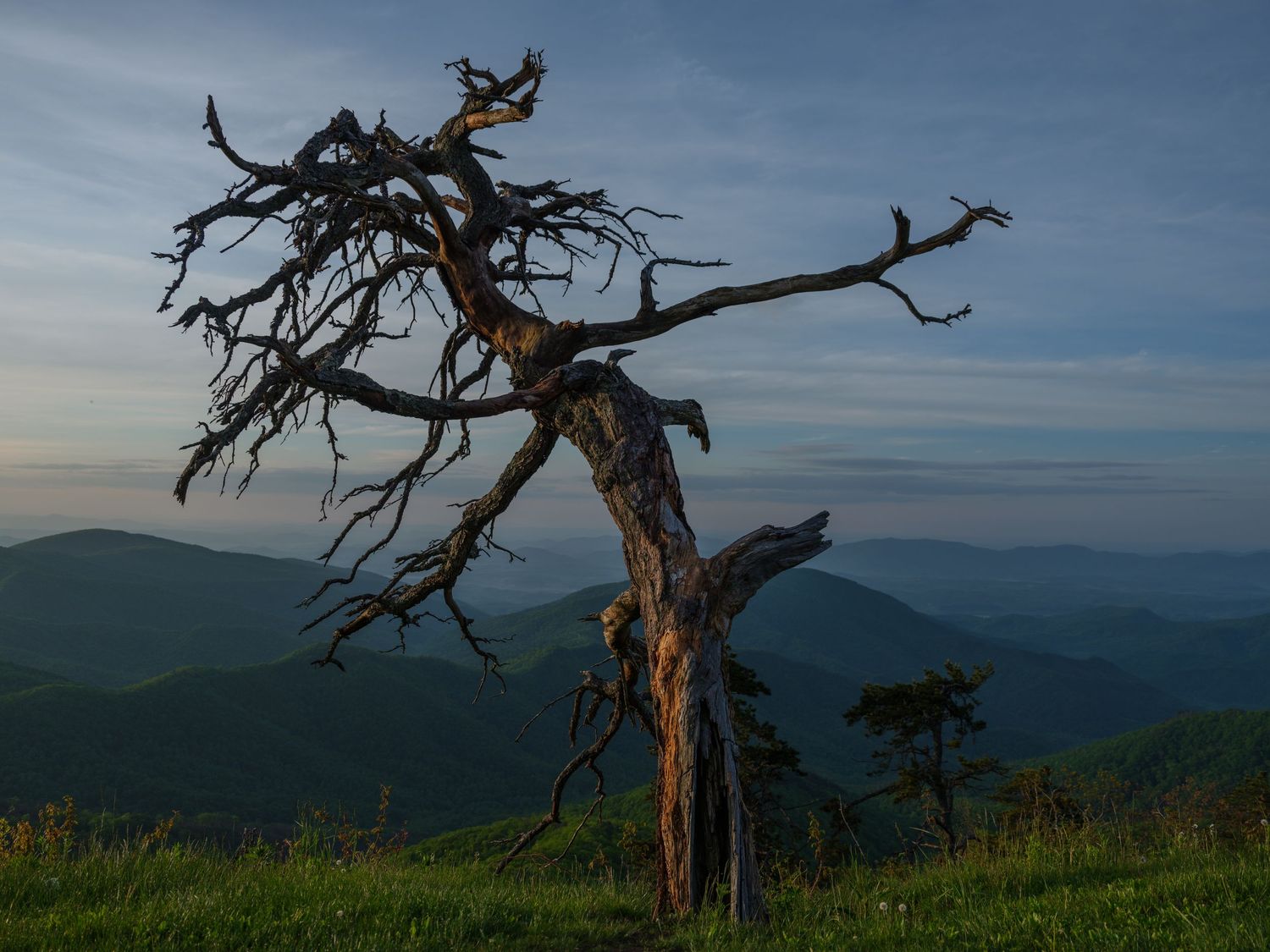 Dead tree silhouetted against mountain landscape at sunset.