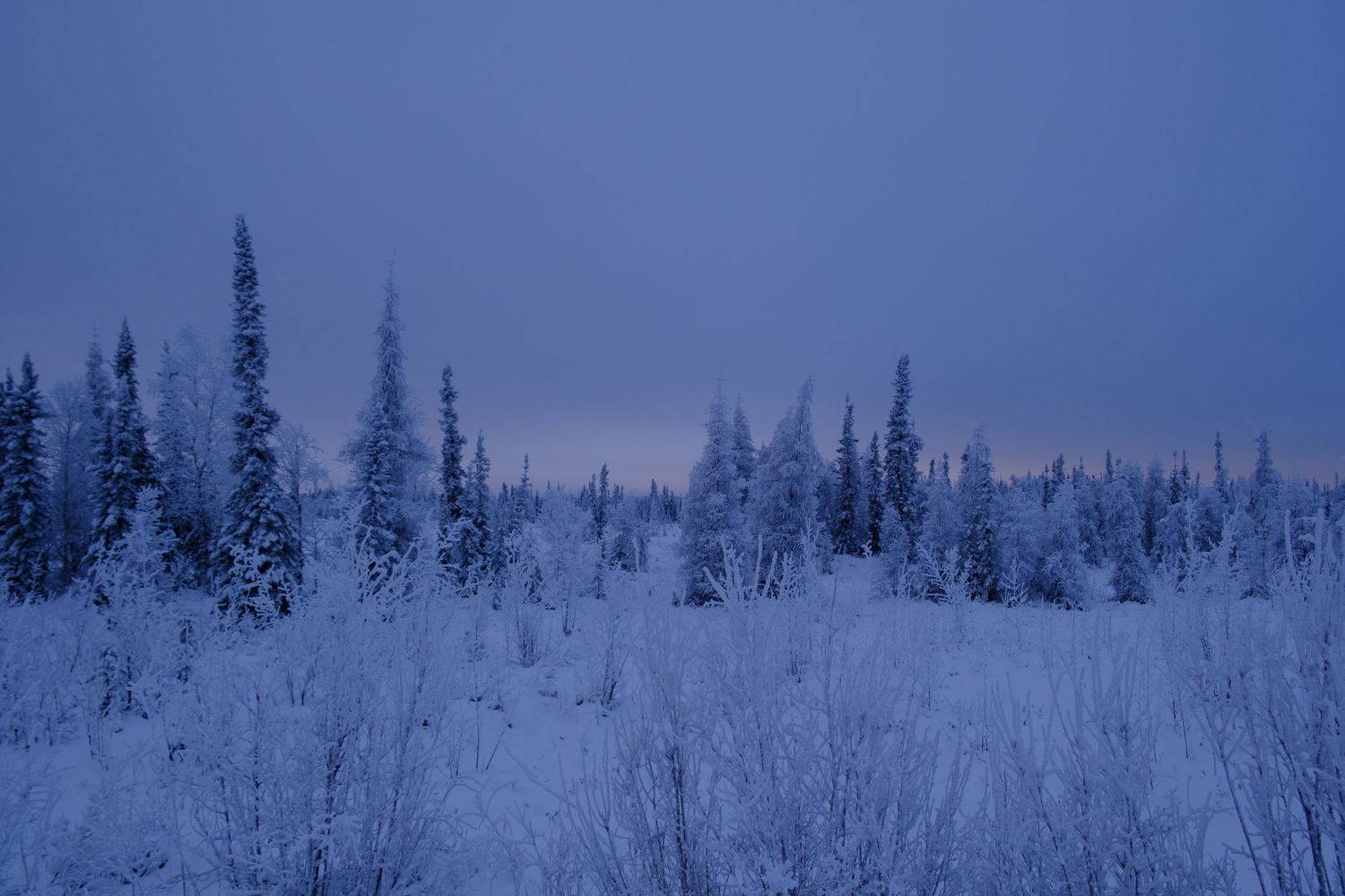 Snowy winter landscape with silhouetted evergreen trees against blue twilight.