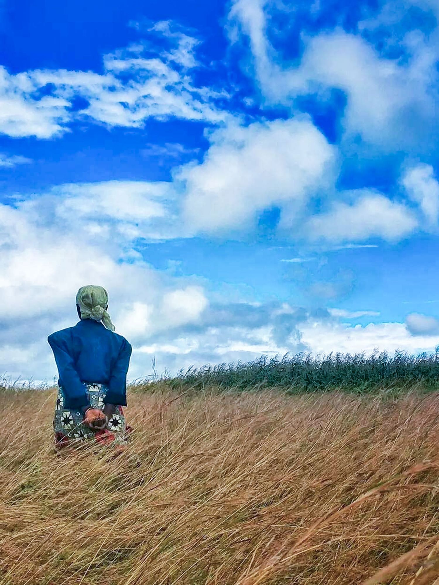 Tall grass swaying in the wind under bright blue sky with white clouds.