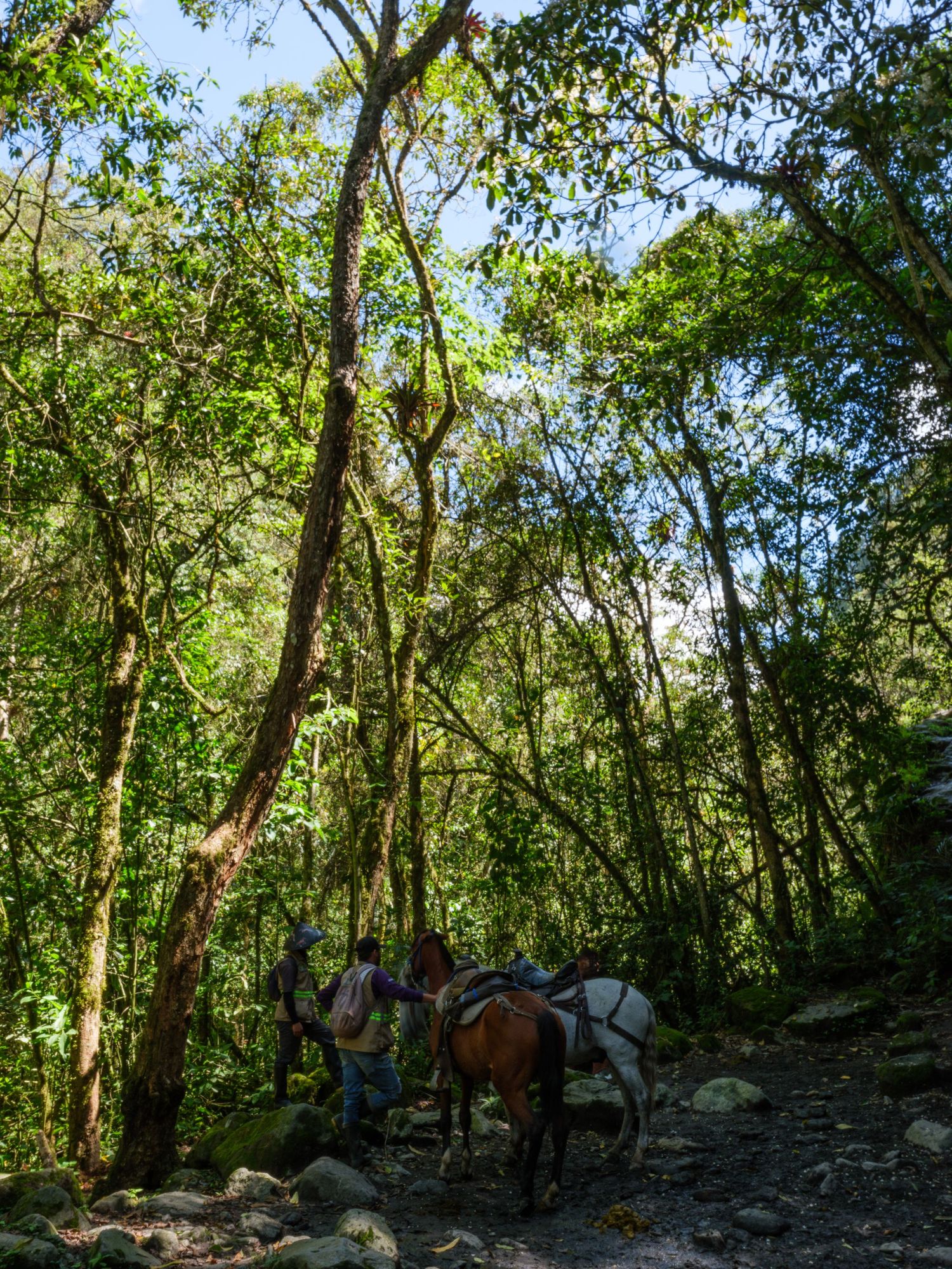 Lush green forest trail with sunlight filtering through dense tree canopy and scattered rocks on the ground.