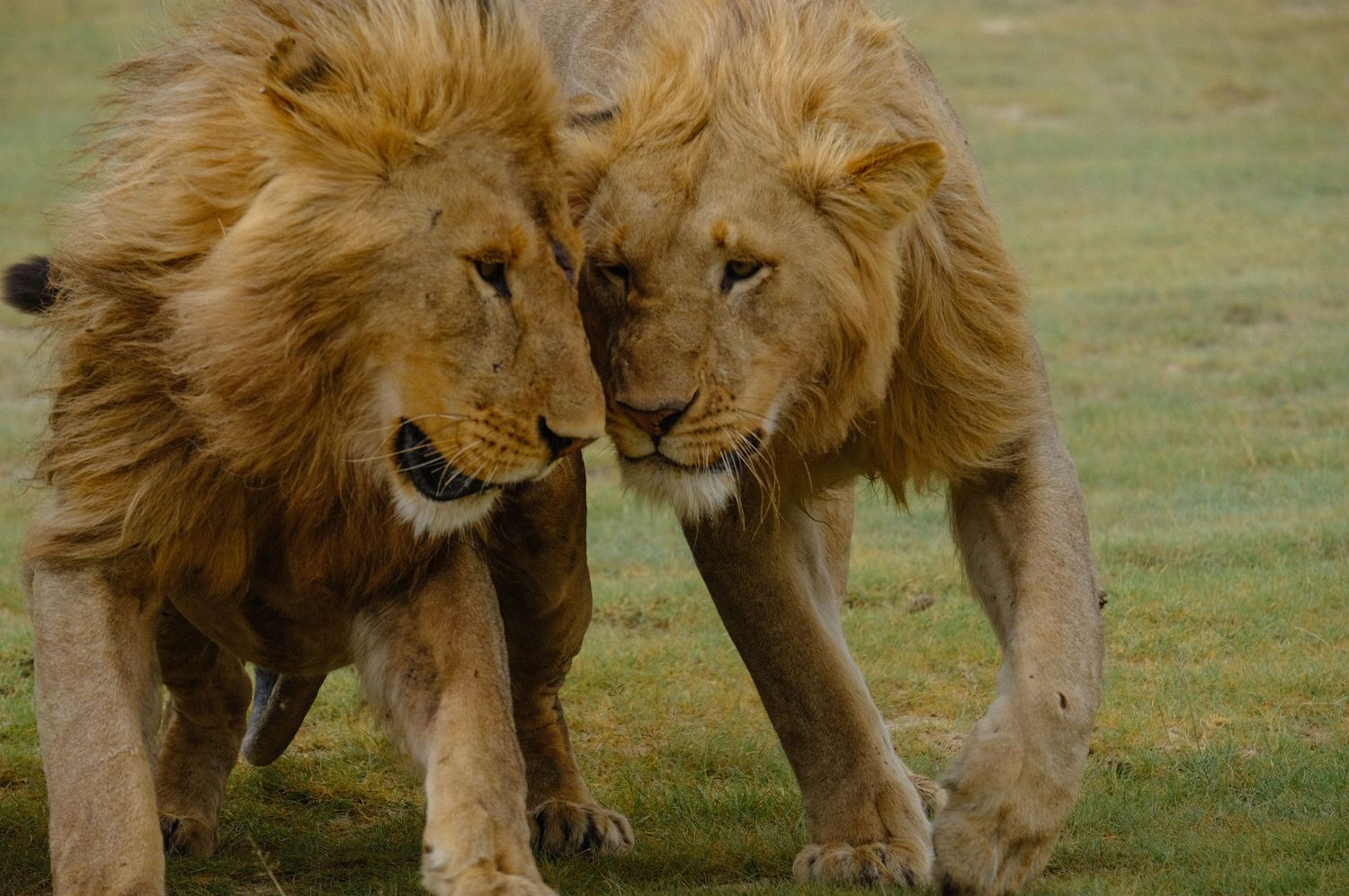 Pride of male lions walking together through grassland savanna.