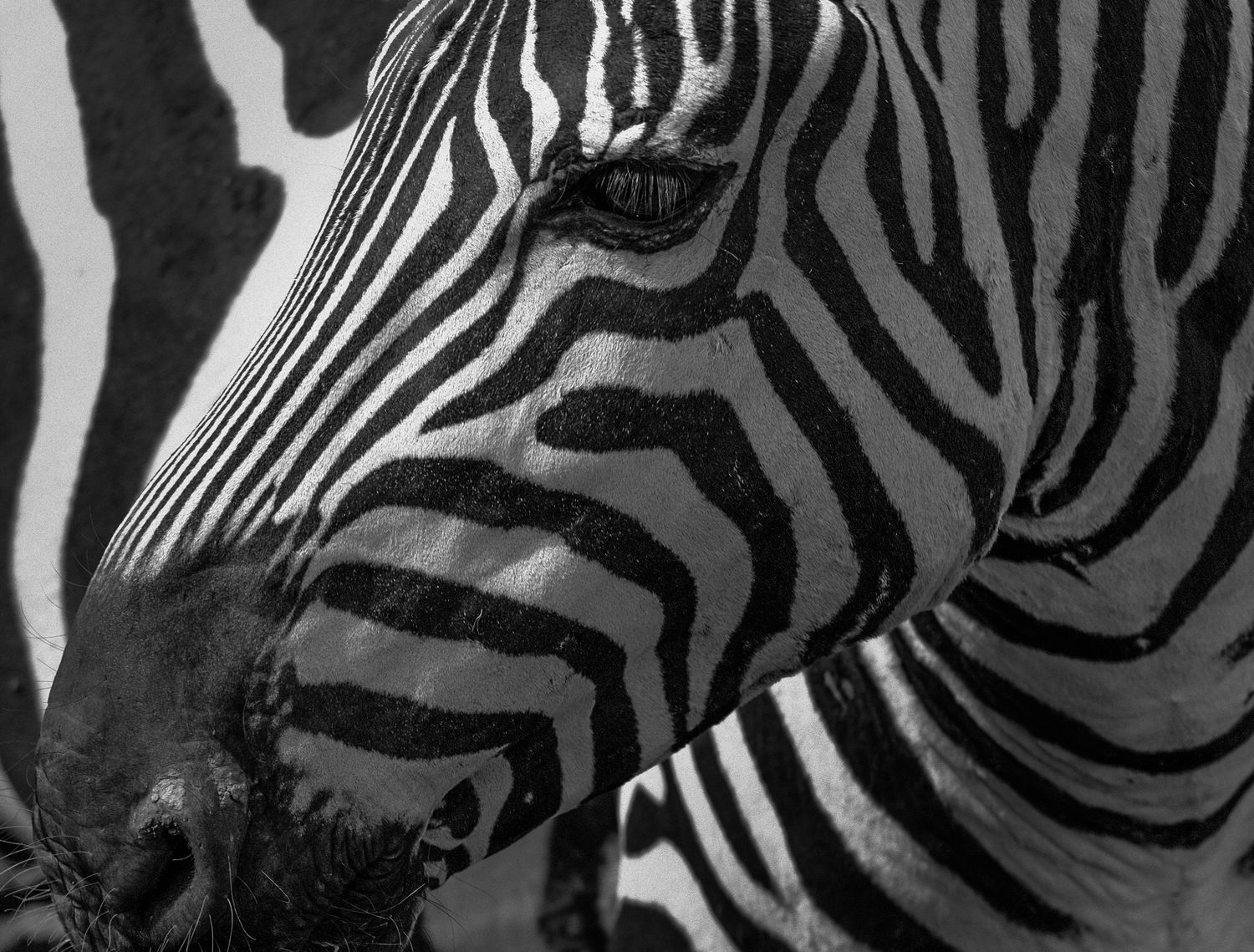 Close-up black and white pattern of zebra stripes showing natural camouflage.