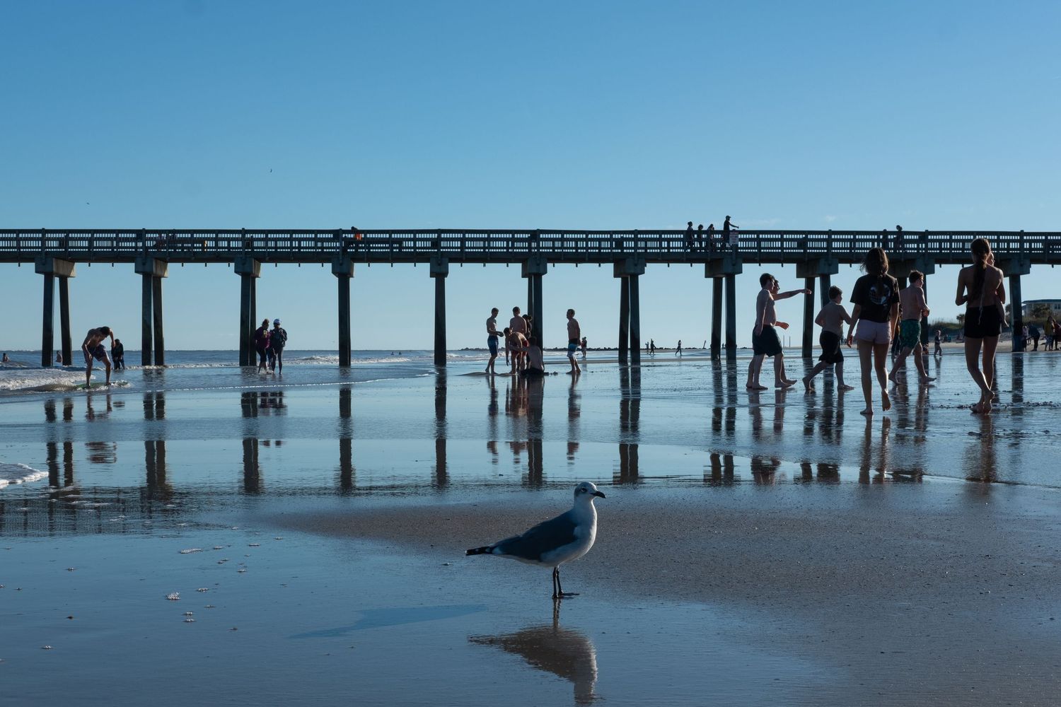 Silhouettes of people walking along a wooden pier with seagulls in the foreground.
