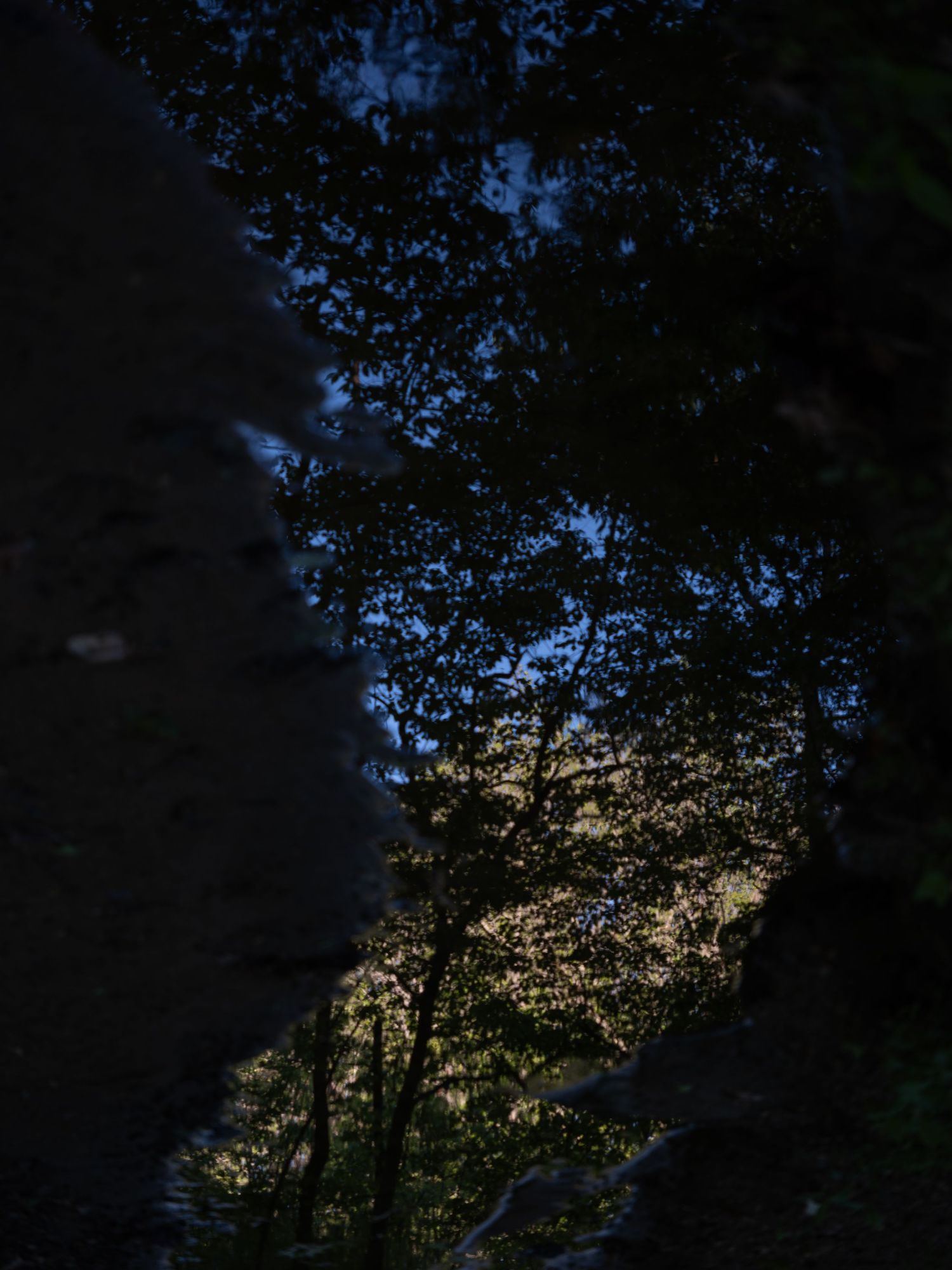 Sunlit tree canopy silhouetted against a bright evening sky.