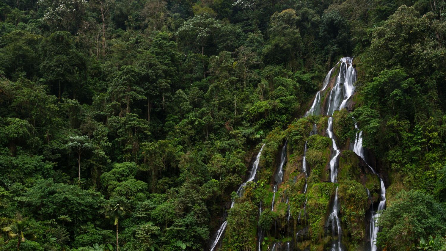 Dense tropical forest with multiple cascading waterfalls flowing down lush green mountainside.