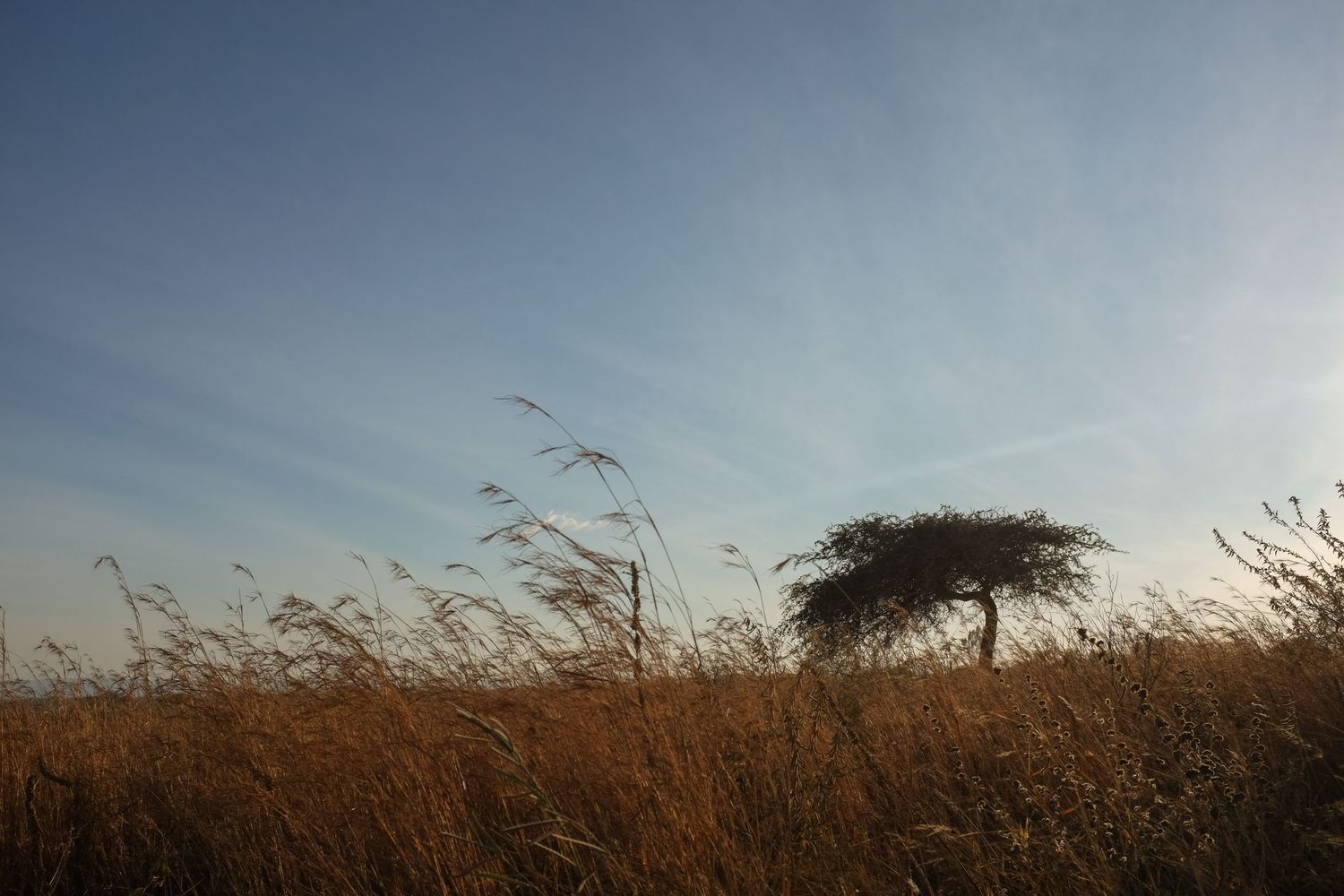 Panoramic view of a golden savanna landscape with scattered trees against a pale blue sky.