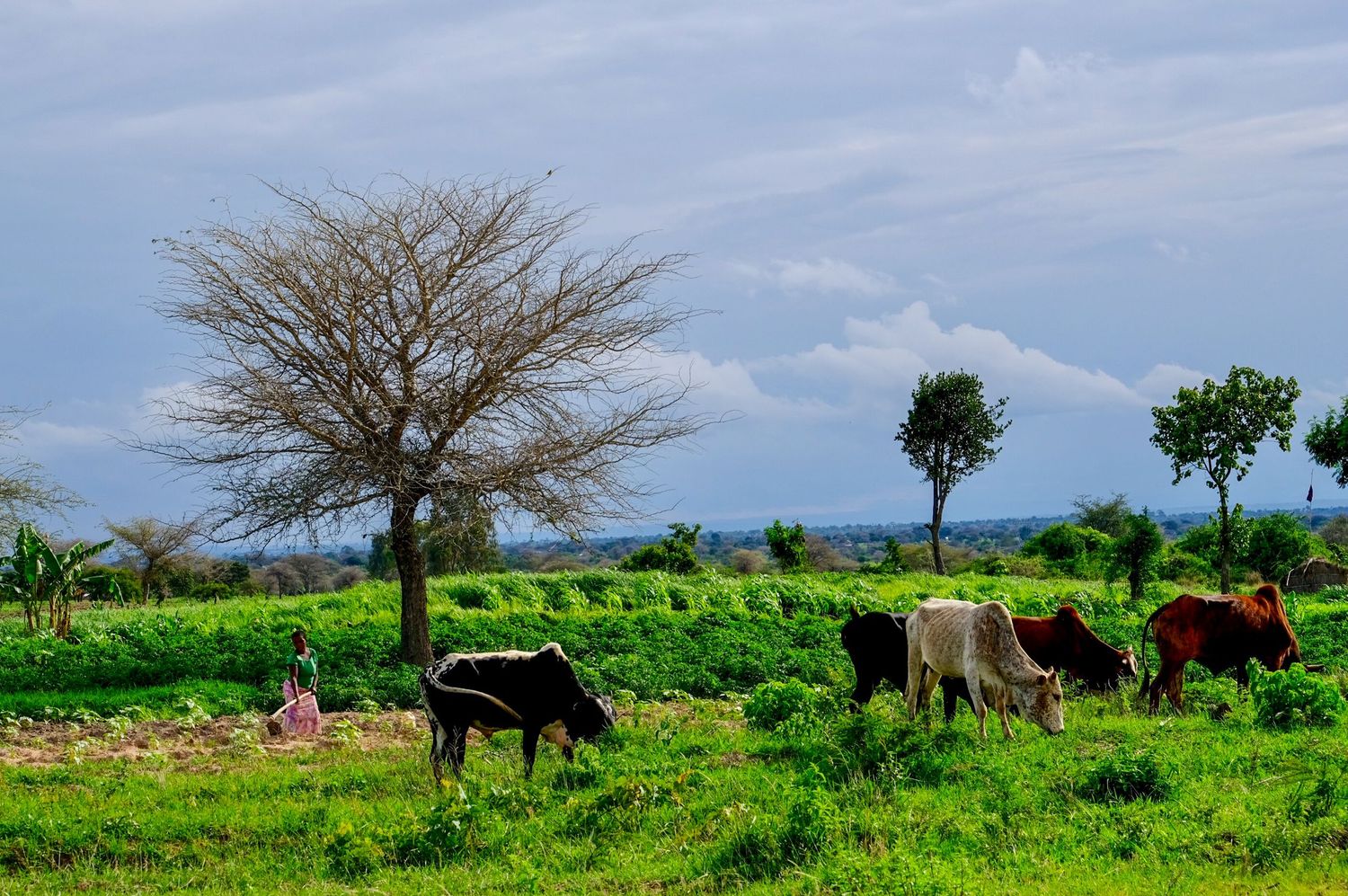 African elephants graze in a lush green savanna landscape under blue skies.