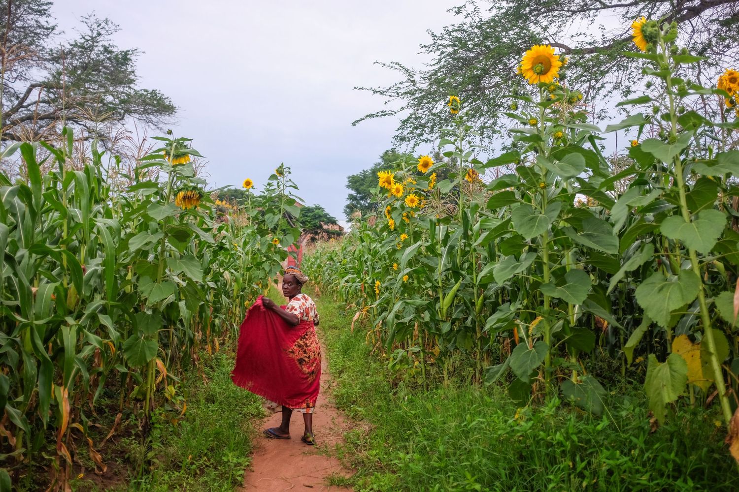 Tall sunflowers growing in a garden path with green foliage.
