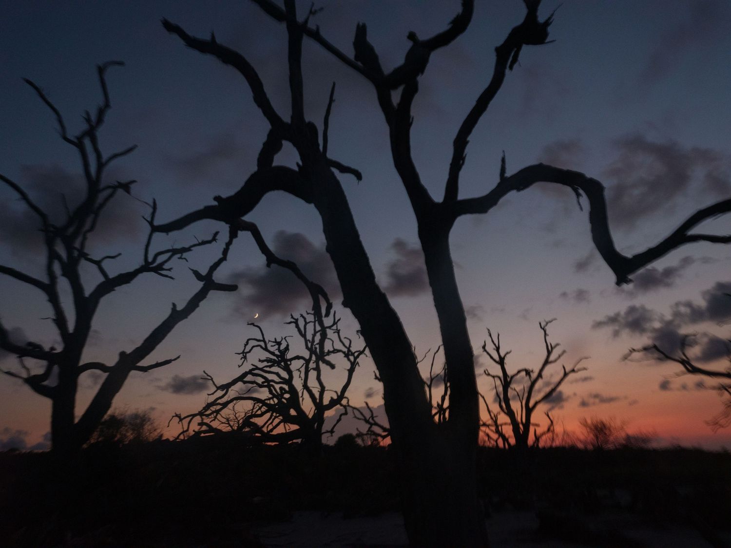 Silhouettes of dead trees against a dusky purple sunset sky.