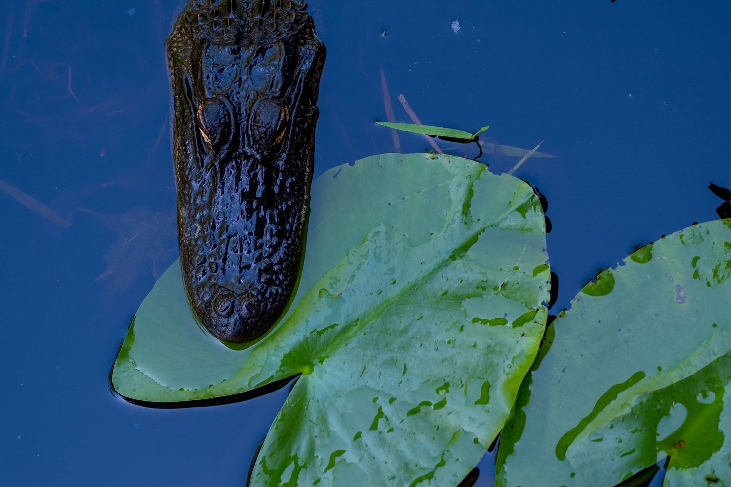 Lily pads float on dark blue water with tree reflections.