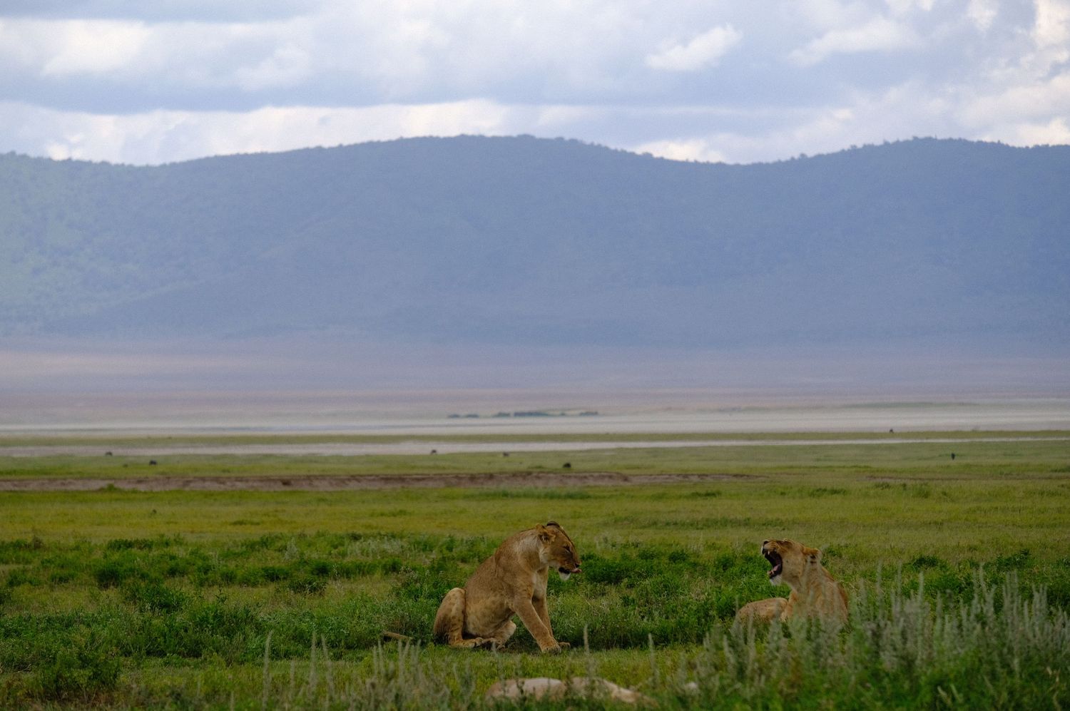 Lions prowl through tall grass on the African plains with mountains in the background.