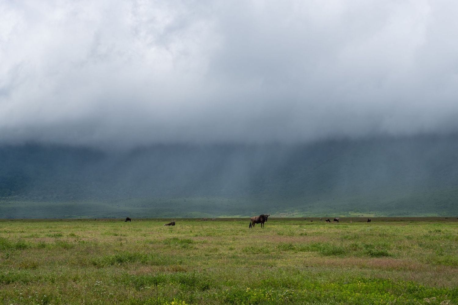 Wild animals graze on grassland plains beneath dramatic storm clouds and rainfall in the distance.