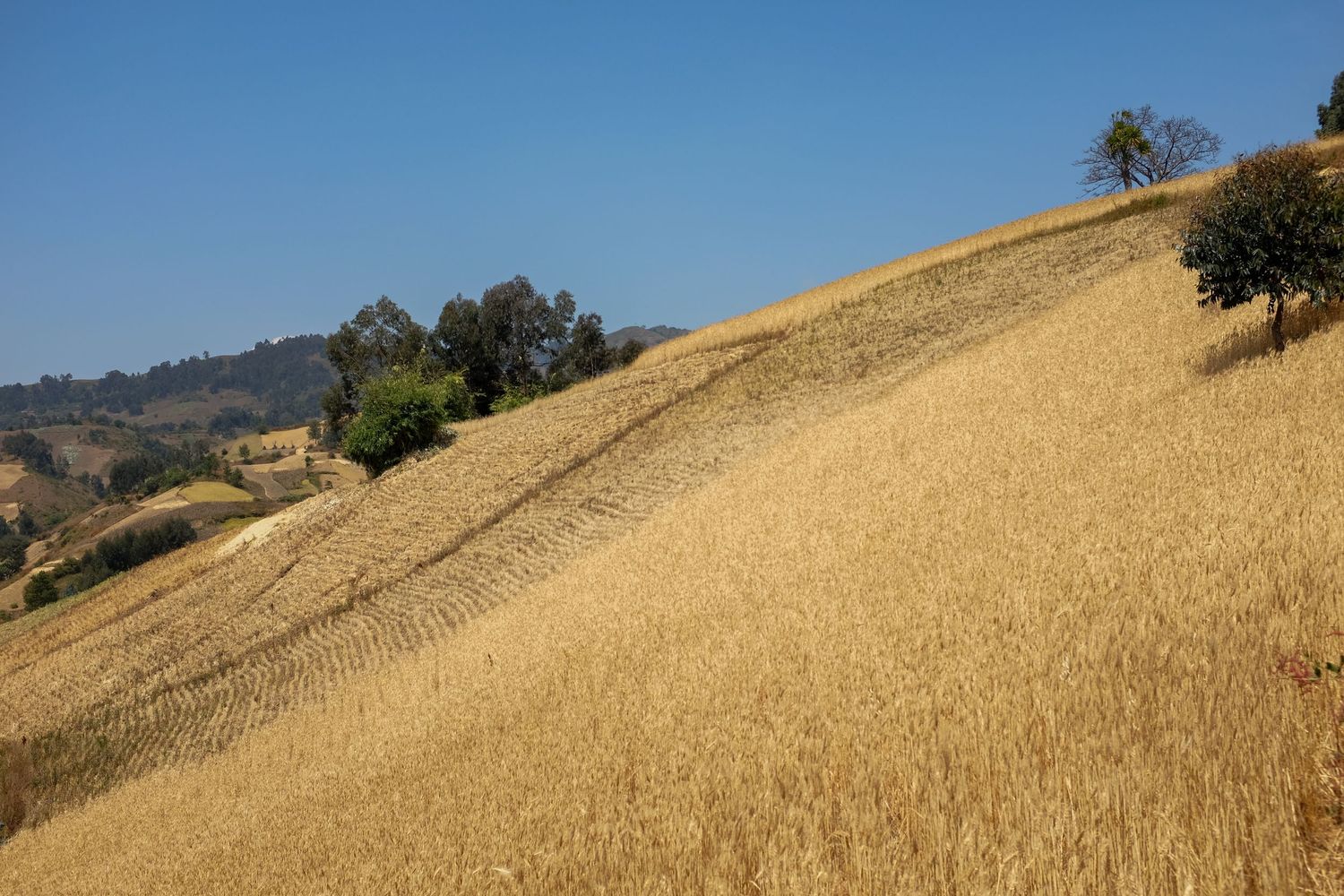 Golden hillside with dry grass stretches across a California landscape during summer season.