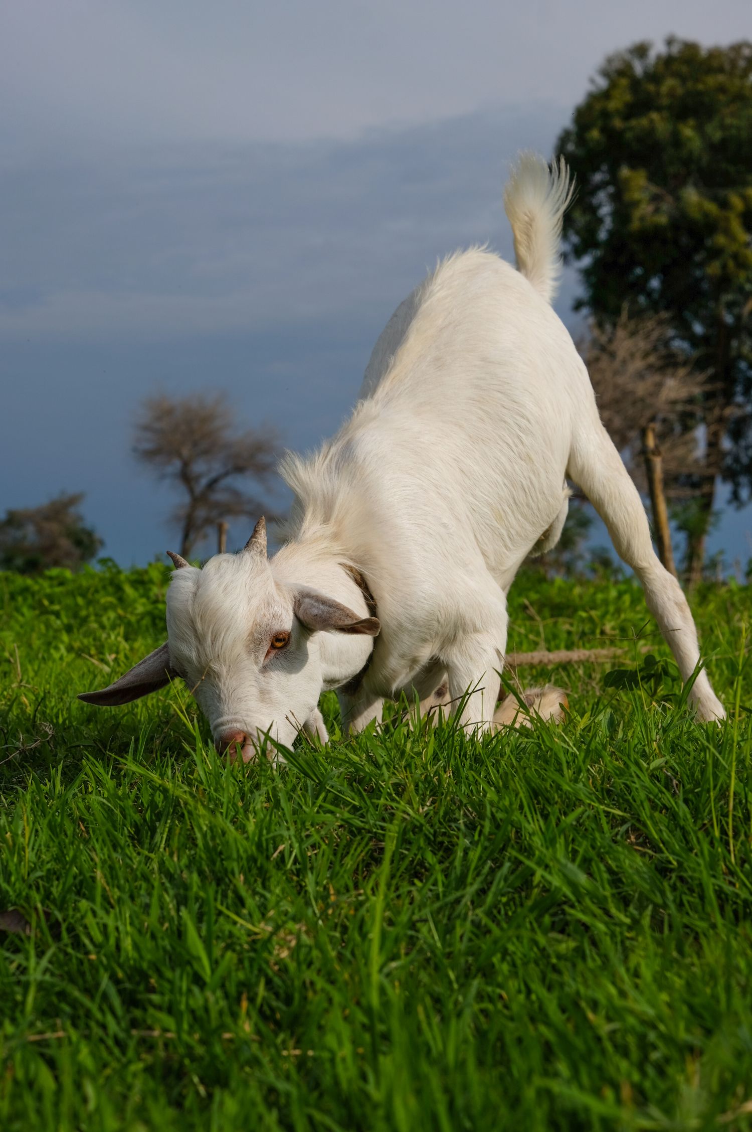 Young white goat playfully bowing down to graze in lush green grass on a sunny day.