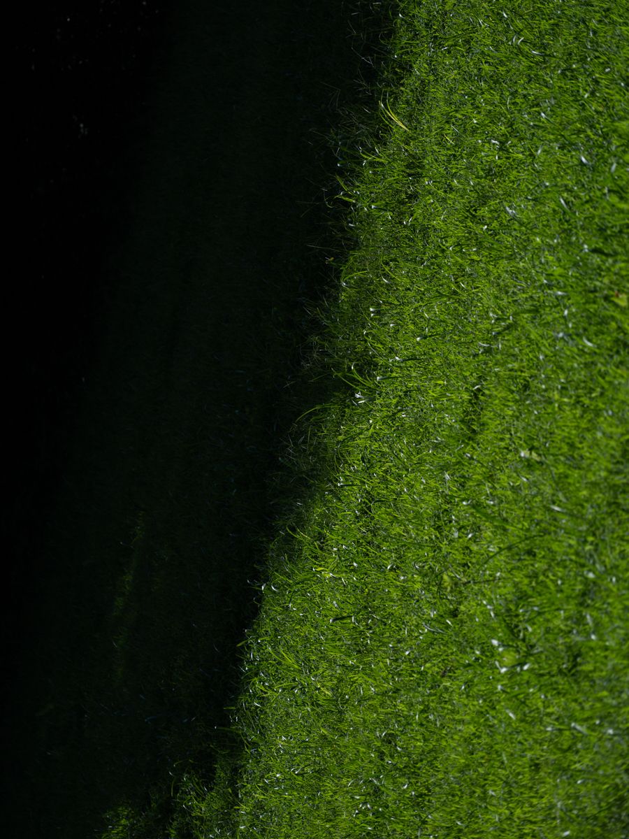 Vibrant green grass texture with dew drops creates a natural abstract pattern in bright sunlight.