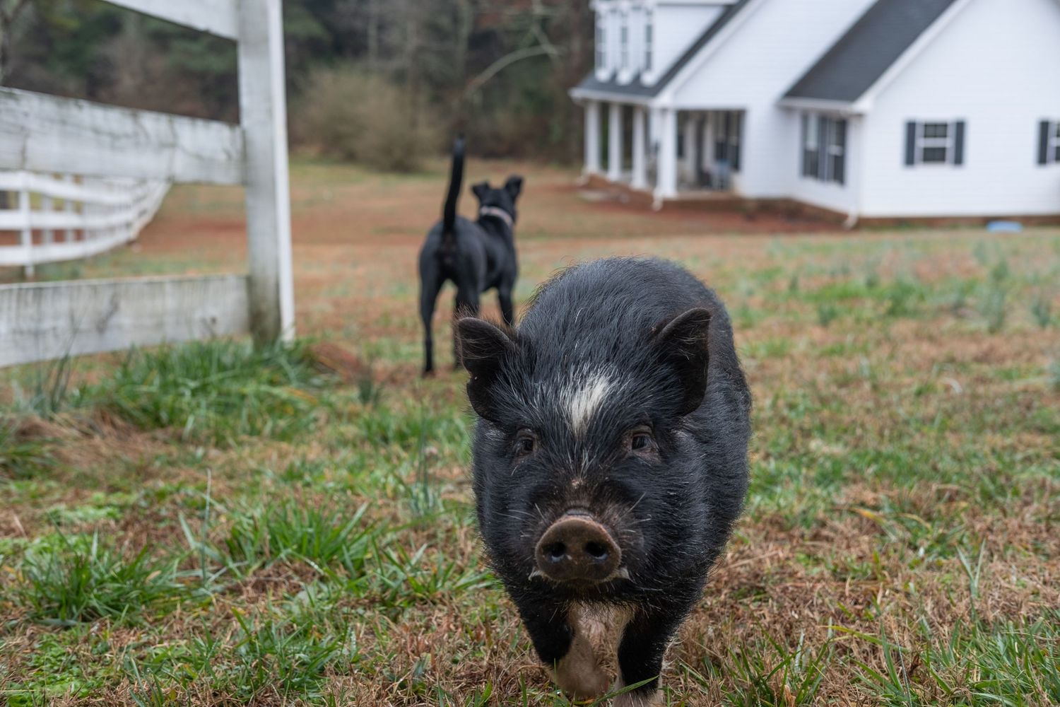Black pig foraging in grassy field with white buildings in the background.