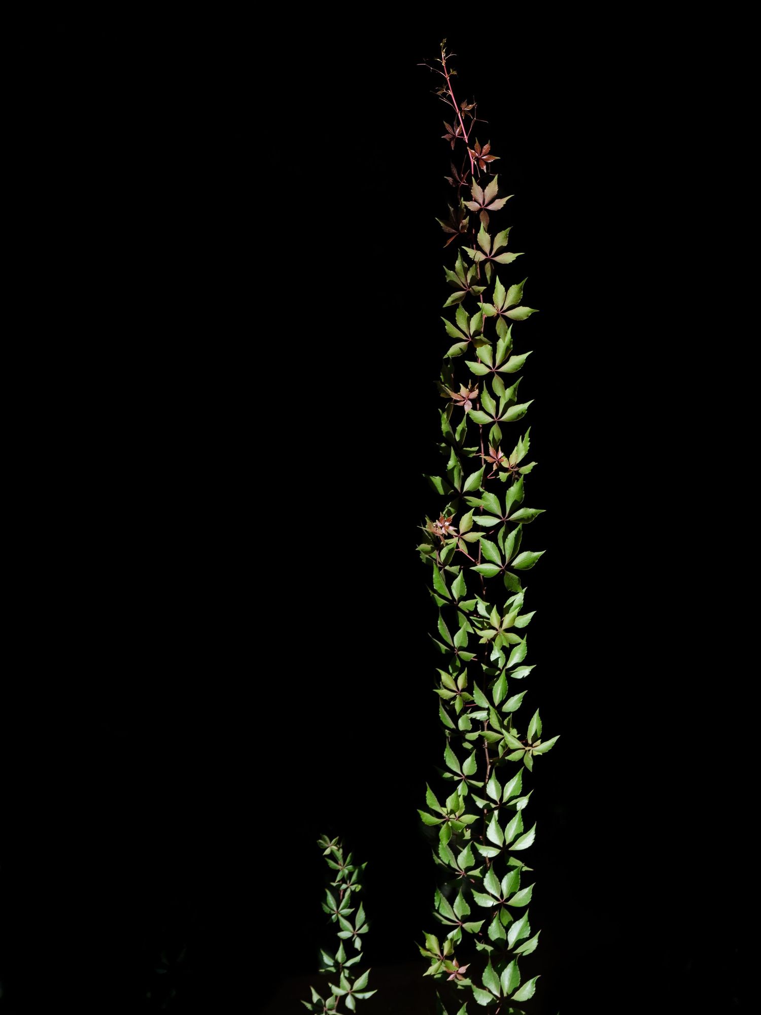 Green plant stems with small leaves growing upward against a black background.