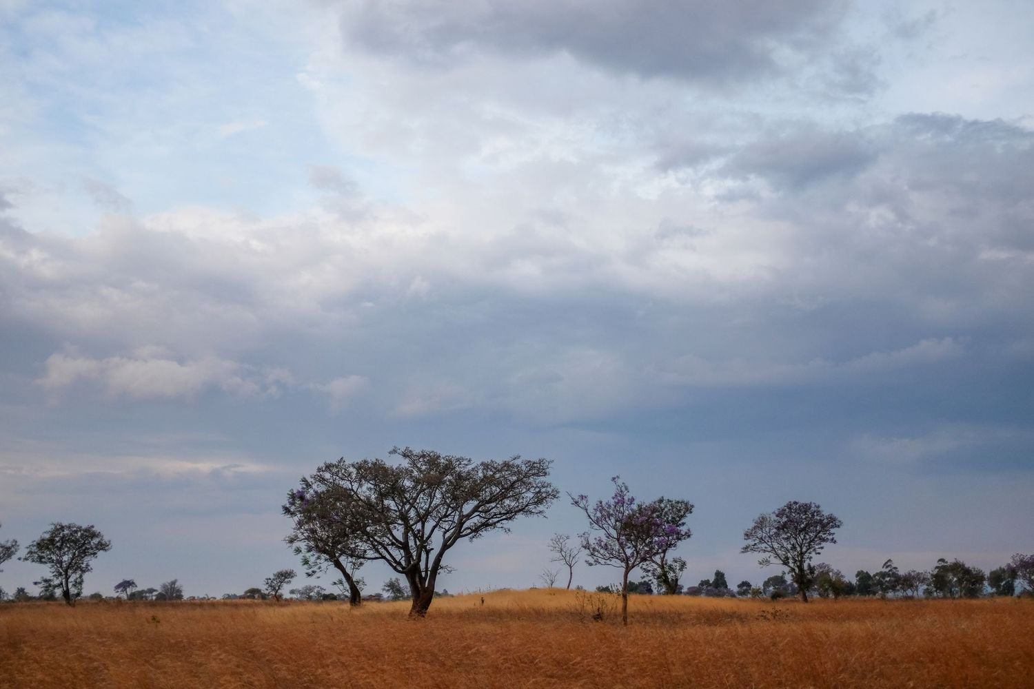 Panoramic view of a rural Australian landscape with scattered trees against a cloudy sky at sunset.