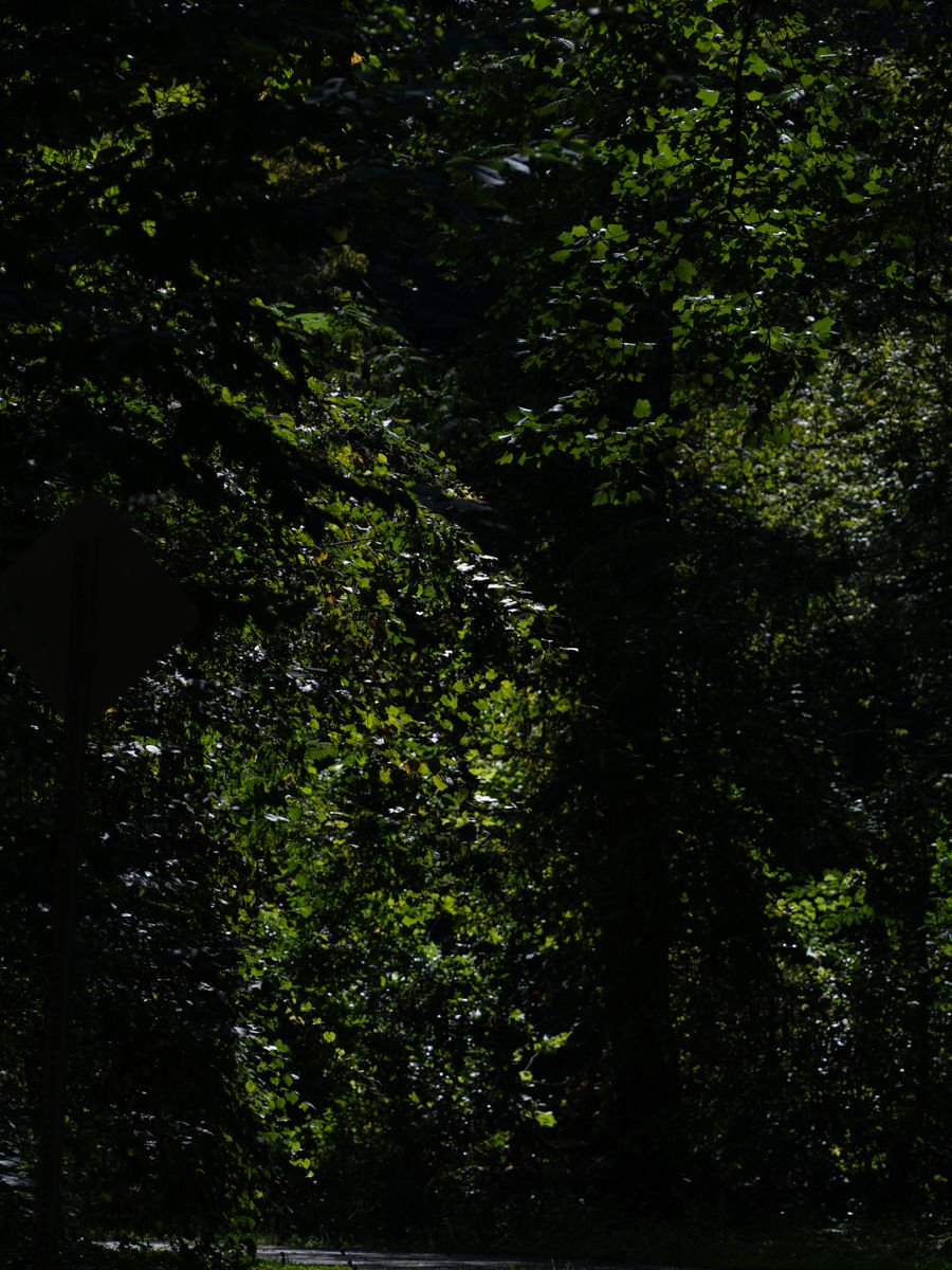 Dense forest canopy with sunlight filtering through dark green leaves creates a natural backdrop.