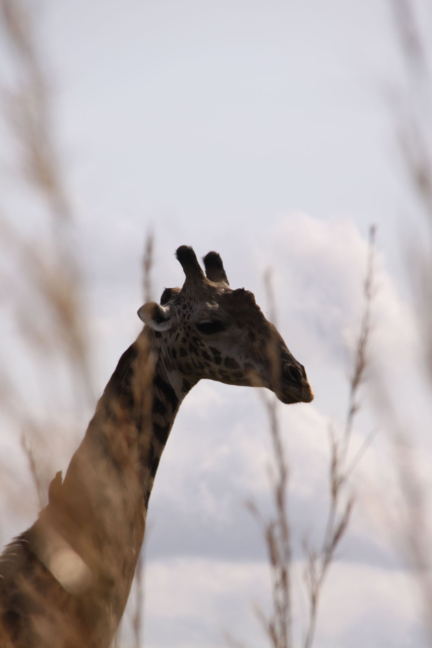 Close-up portrait of a giraffe's head and neck against a blurred natural background.