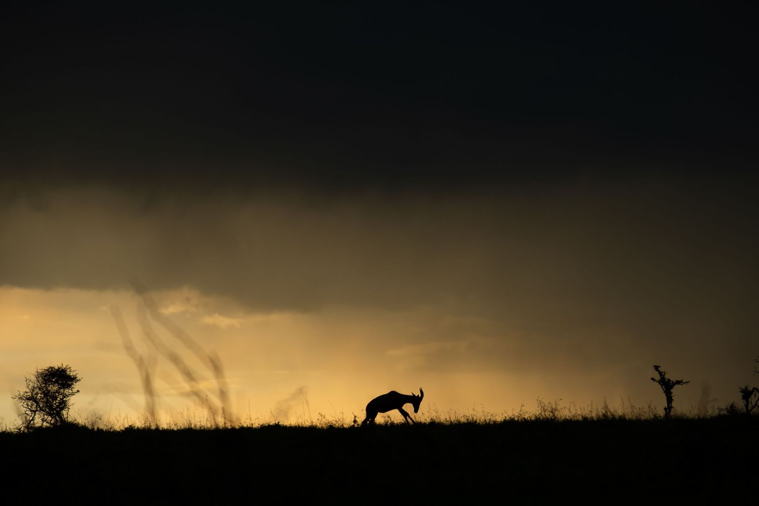 Dramatic silhouette of wildlife against dark sunset sky.