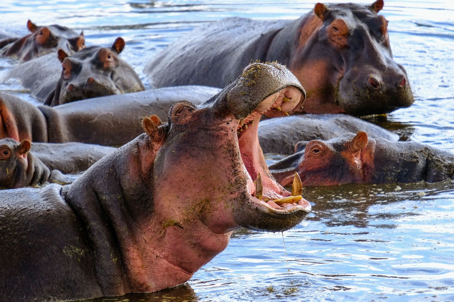 Hippos cool off in blue water, showing their distinctive pink snouts.
