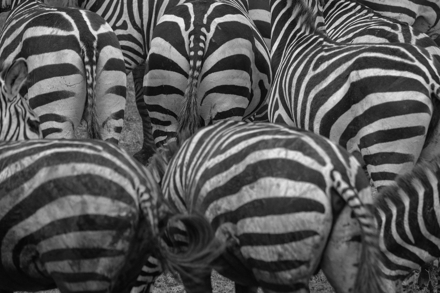 Close-up pattern of zebra stripes creating abstract black and white natural design.