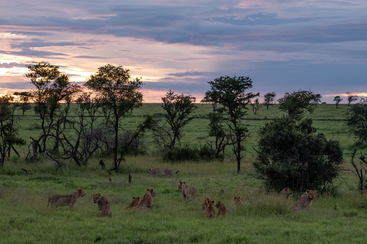 African wildlife grazes on the savanna during a colorful sunset with scattered acacia trees.