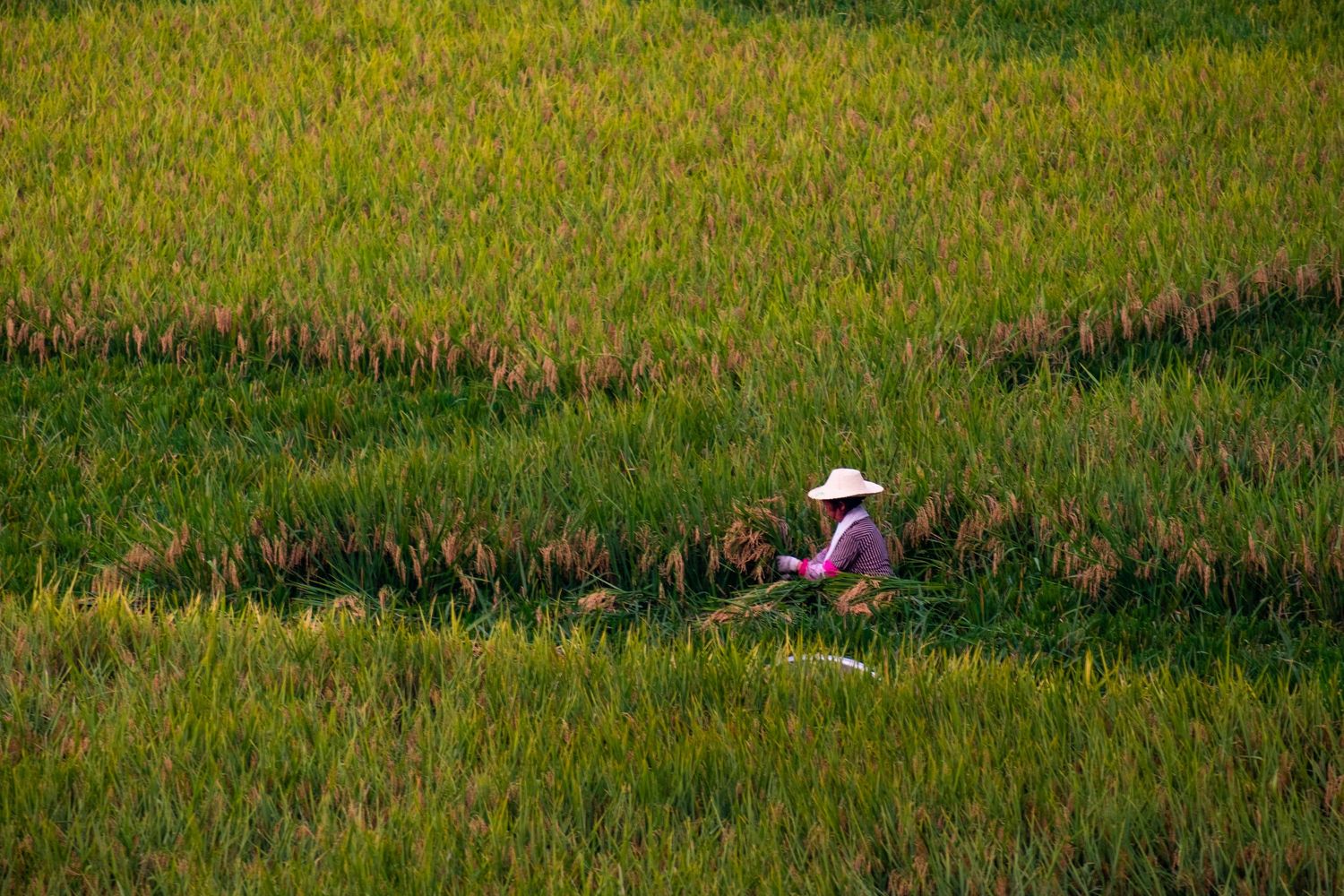 Worker in traditional hat tending to a vast golden rice field.