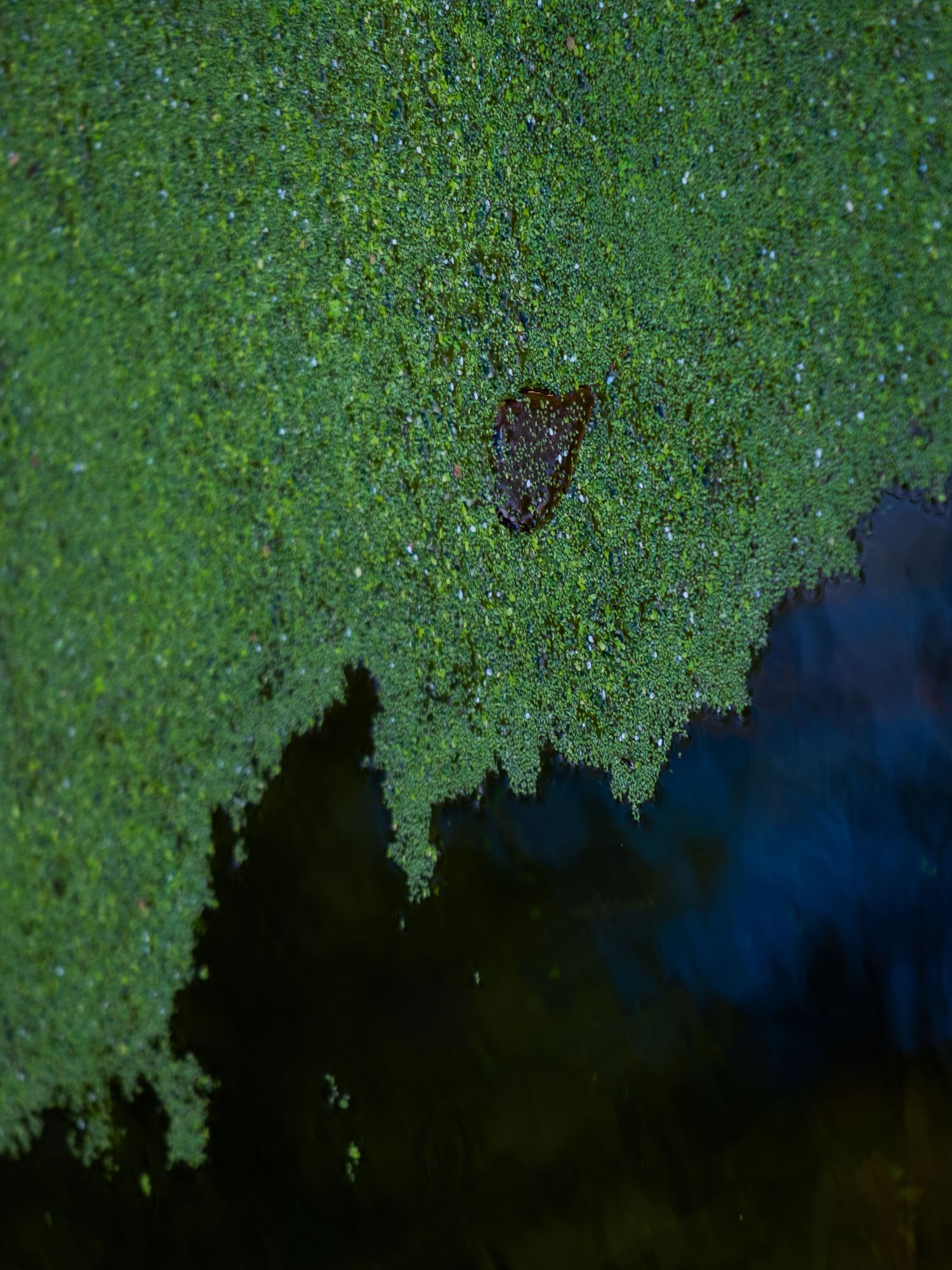 Green duckweed floating on dark water surface creating natural texture.