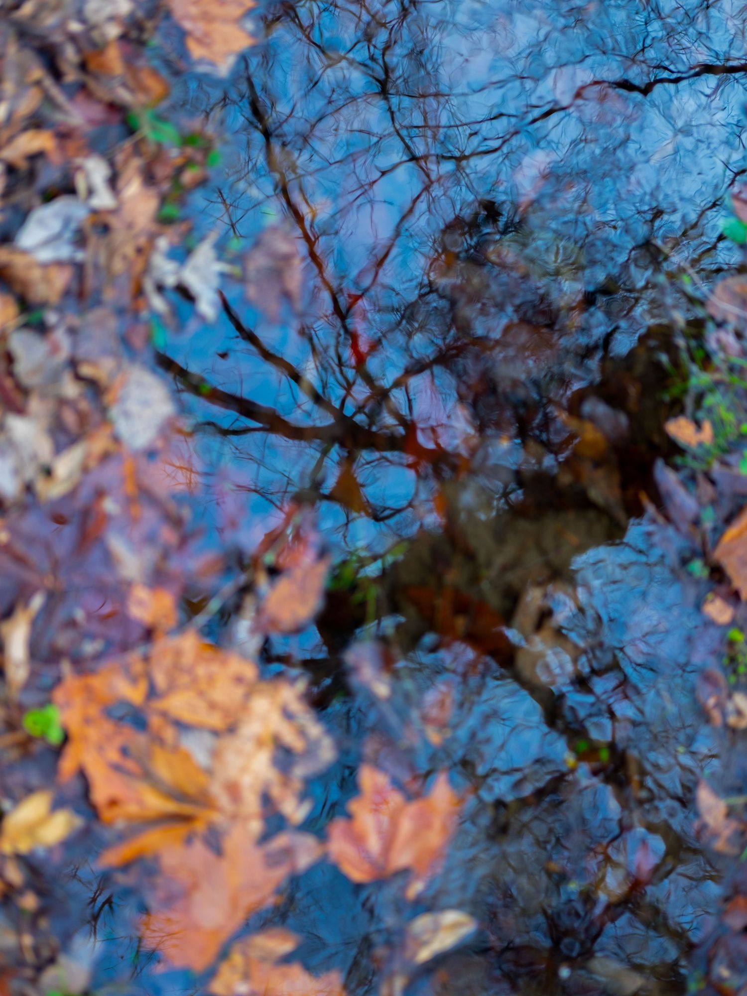 Autumn leaves reflected in rippling blue water creating an abstract pattern.