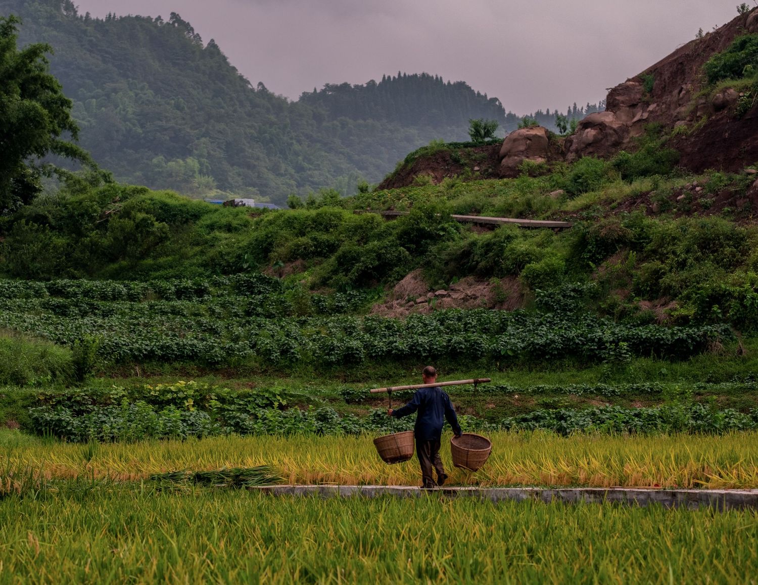 A scenic panorama of rice terraces and mountains in rural Asia during golden harvest season with lush green surroundings.