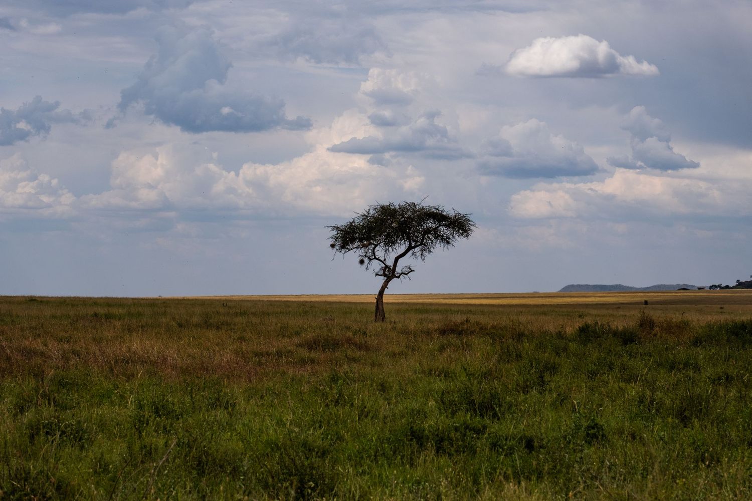 Lone acacia tree stands silhouetted against dramatic cloudy sky on African savanna.