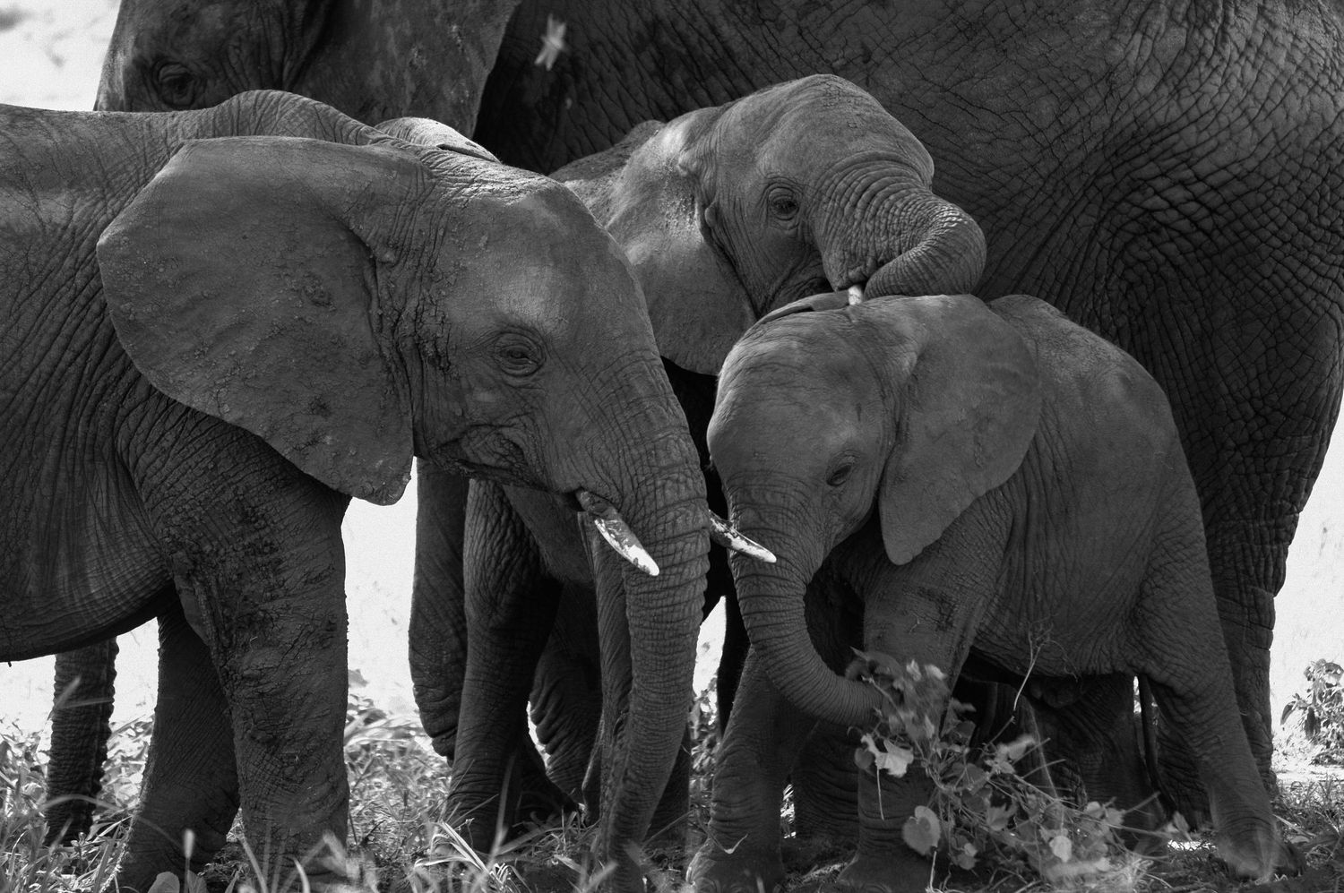 A small group of African elephants huddle together in an intimate black and white photograph.