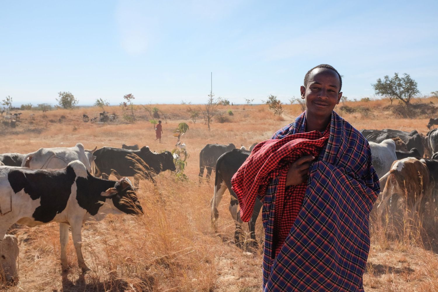 A person in traditional dress tends to cattle in an arid African landscape.