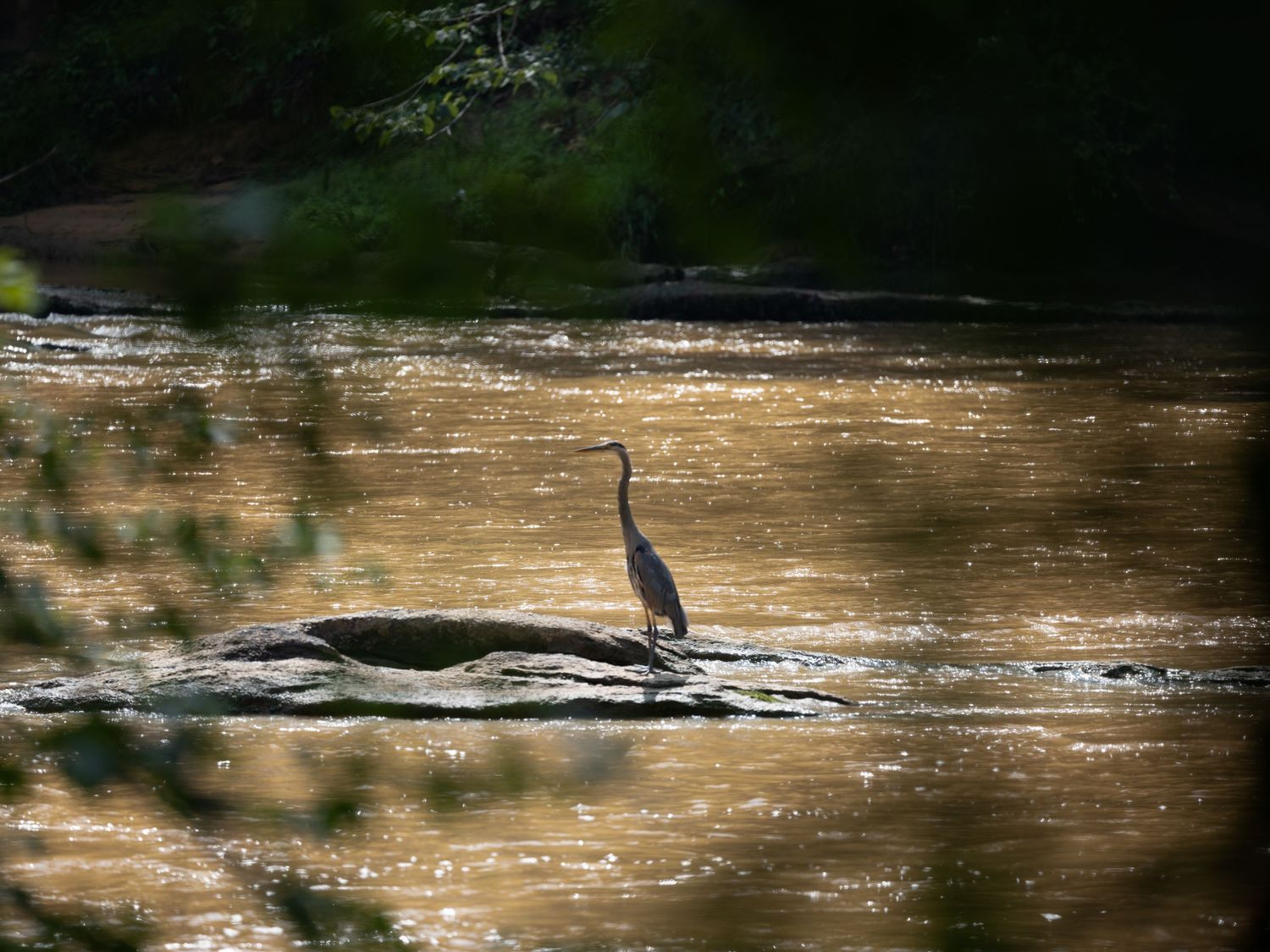 Tranquil water scene with silhouetted birds at golden hour.