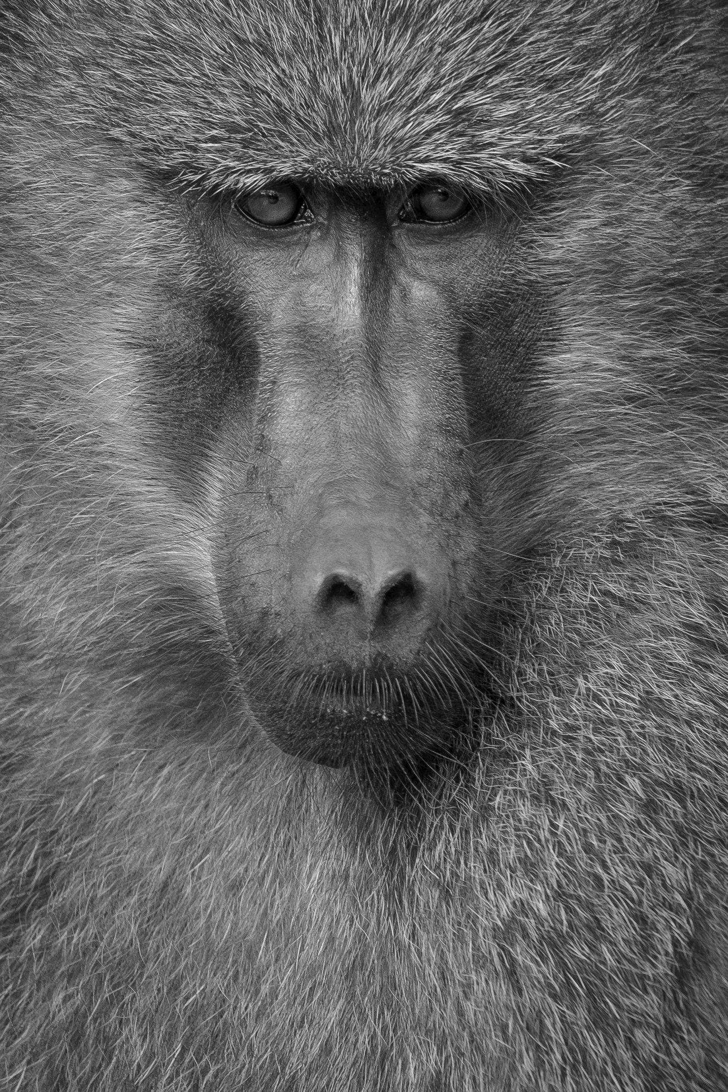Close-up black and white portrait of a baboon showing detailed facial features and fur texture.