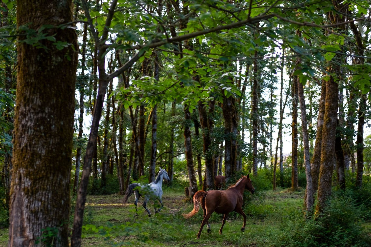 Green forest path with tall pine trees creating a natural tunnel effect.
