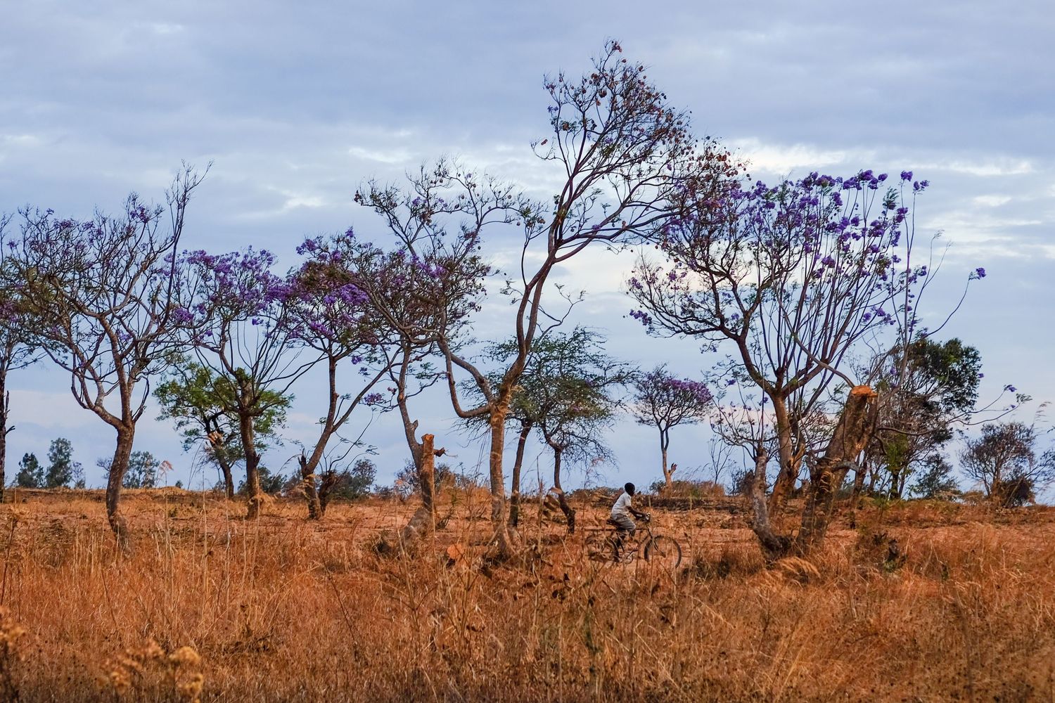Panoramic view of an African savanna landscape with reddish soil and scattered trees.