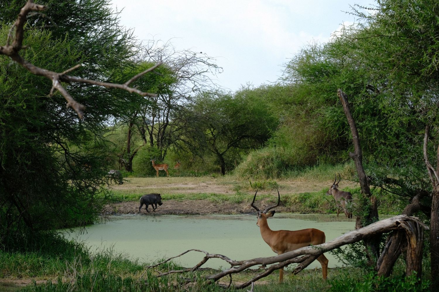 Wildlife gathers at a waterhole surrounded by acacia trees in an African landscape.