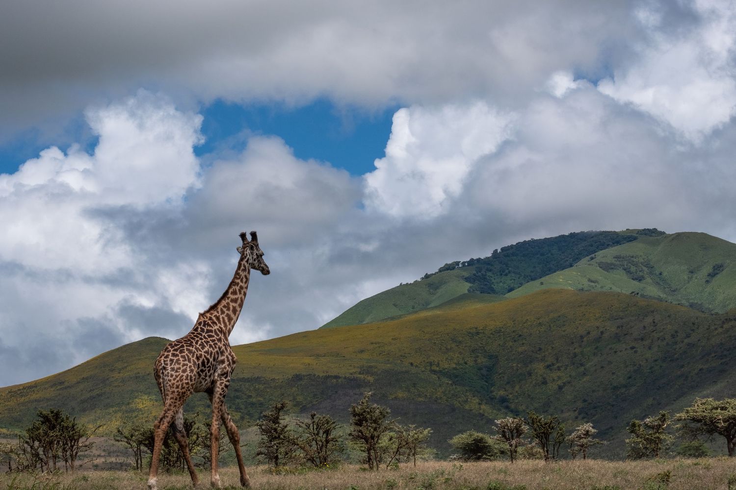 Giraffe walking across African savanna landscape with mountains and cloudy sky in background.