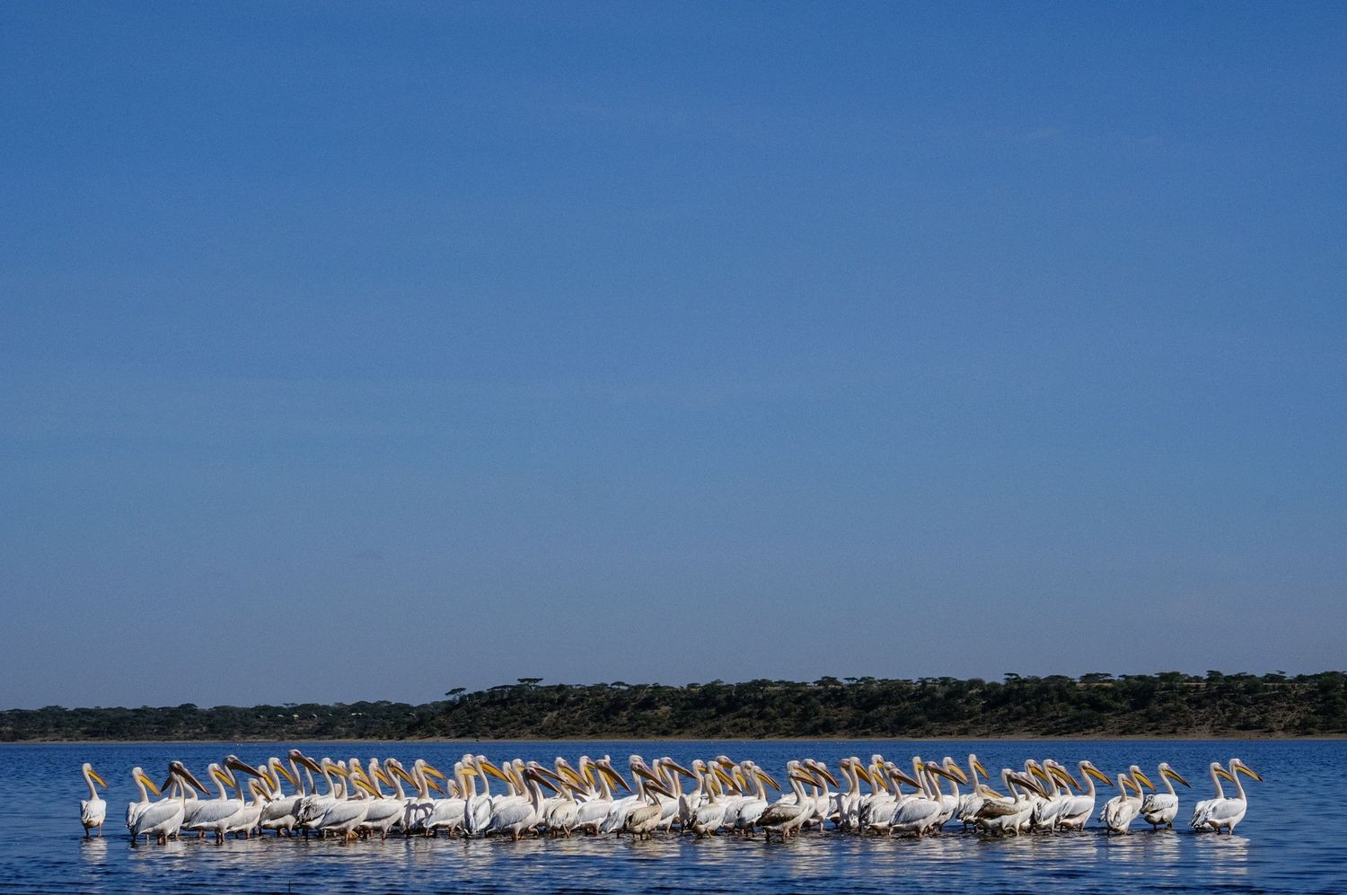 Large flock of white pelicans gathered along a shoreline under bright blue sky.